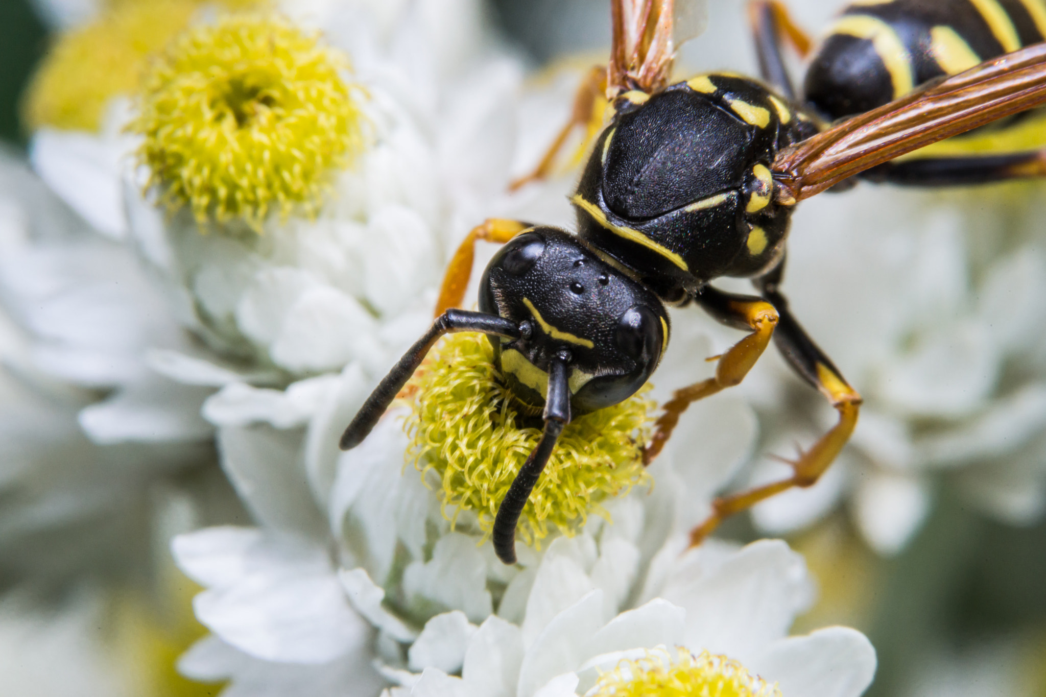 Sony a99 II + 90mm F2.8 Macro SSM sample photo. Wasp photography