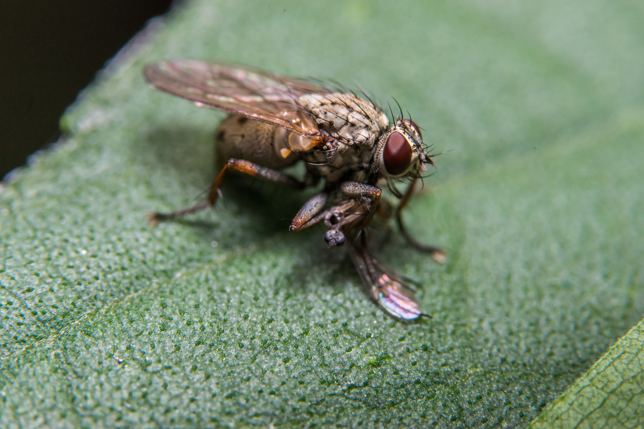 Sony a99 II + 90mm F2.8 Macro SSM sample photo. Fly photography
