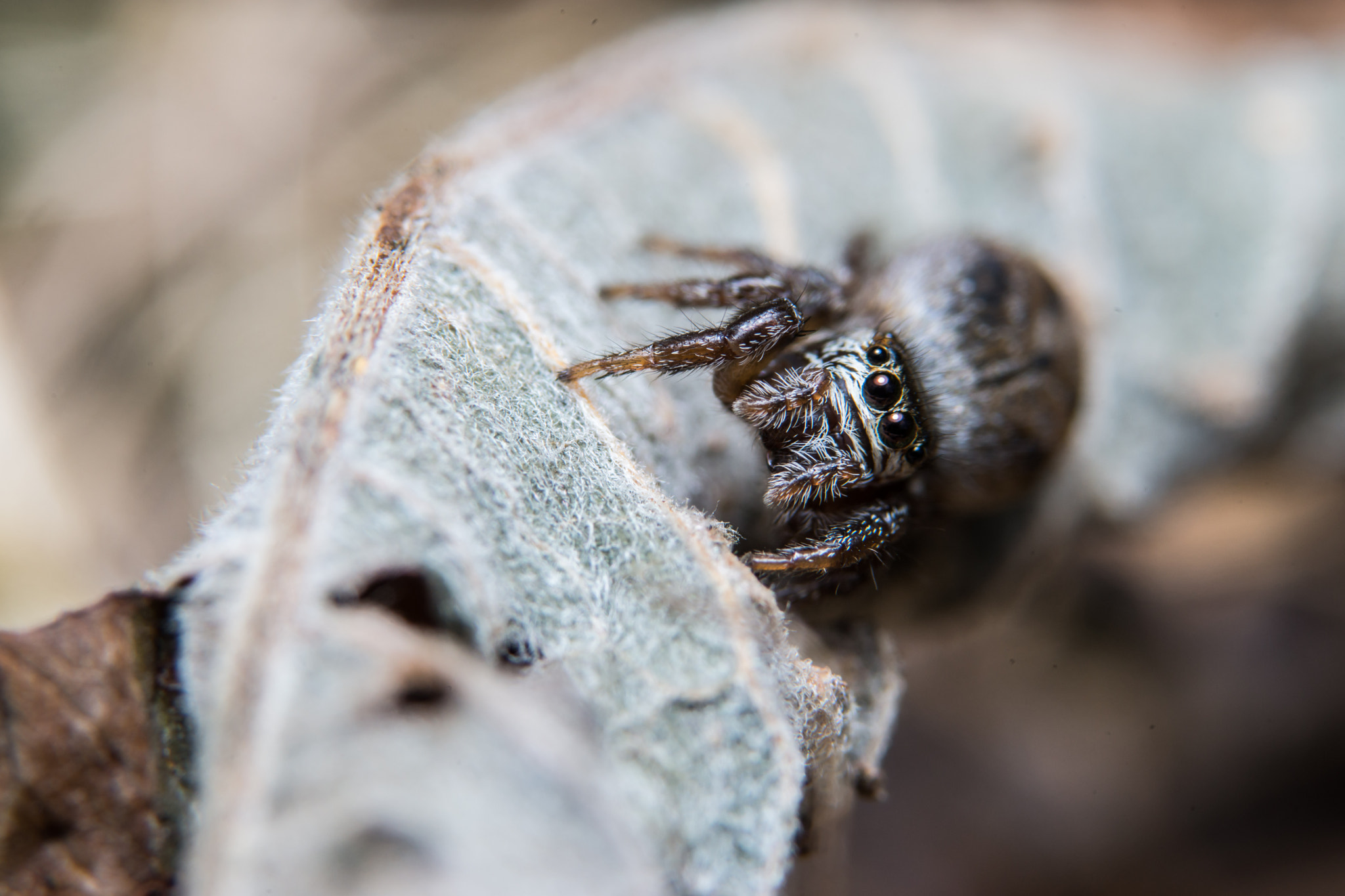 Sony a99 II + 90mm F2.8 Macro SSM sample photo. Jumping spider photography