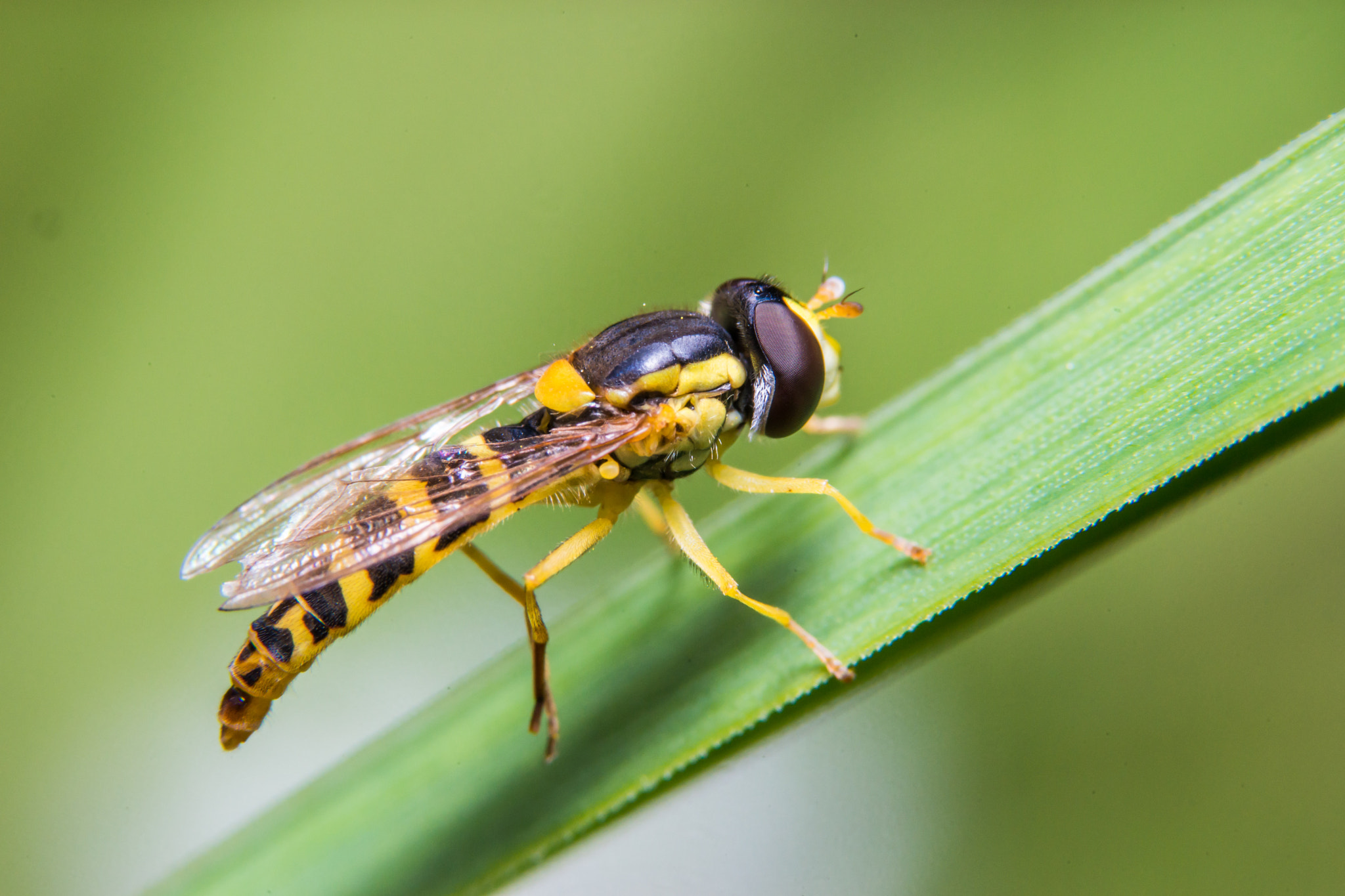 Sony a99 II + 90mm F2.8 Macro SSM sample photo. Hover fly photography