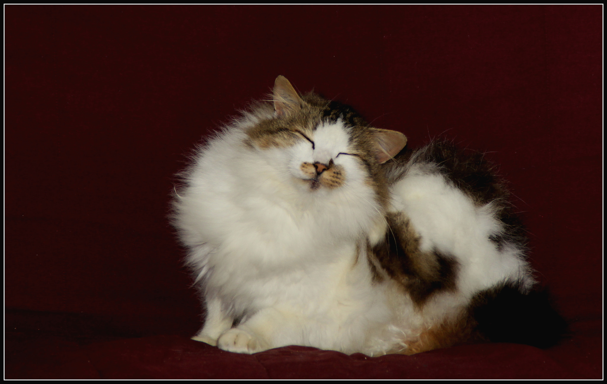 Canon EOS 50D + Canon 18-200mm sample photo. Cat studio photography