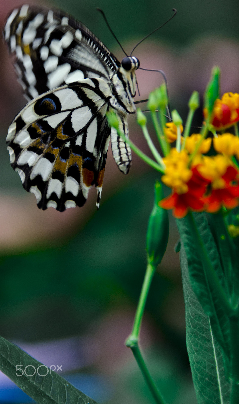 Nikon D7000 + Sigma 18-200mm F3.5-6.3 DC OS HSM sample photo. Butterfly feed photography