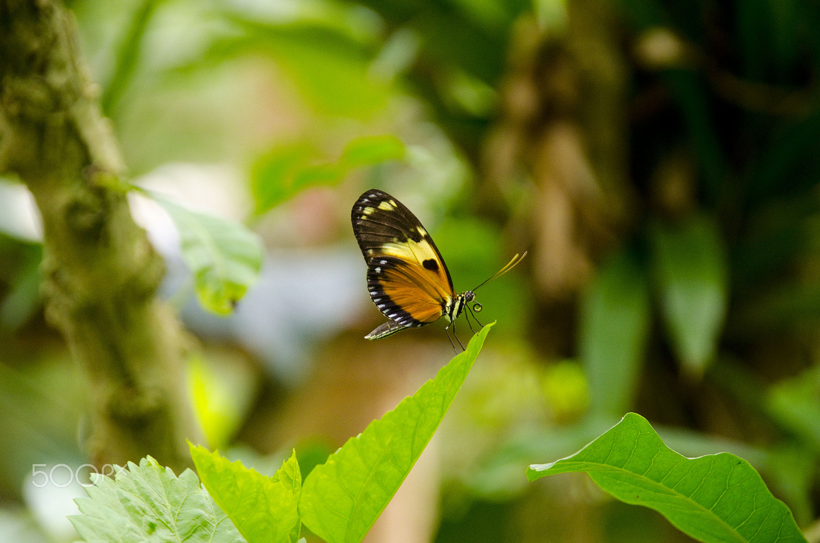 Sigma 18-200mm F3.5-6.3 DC OS HSM sample photo. At rest photography