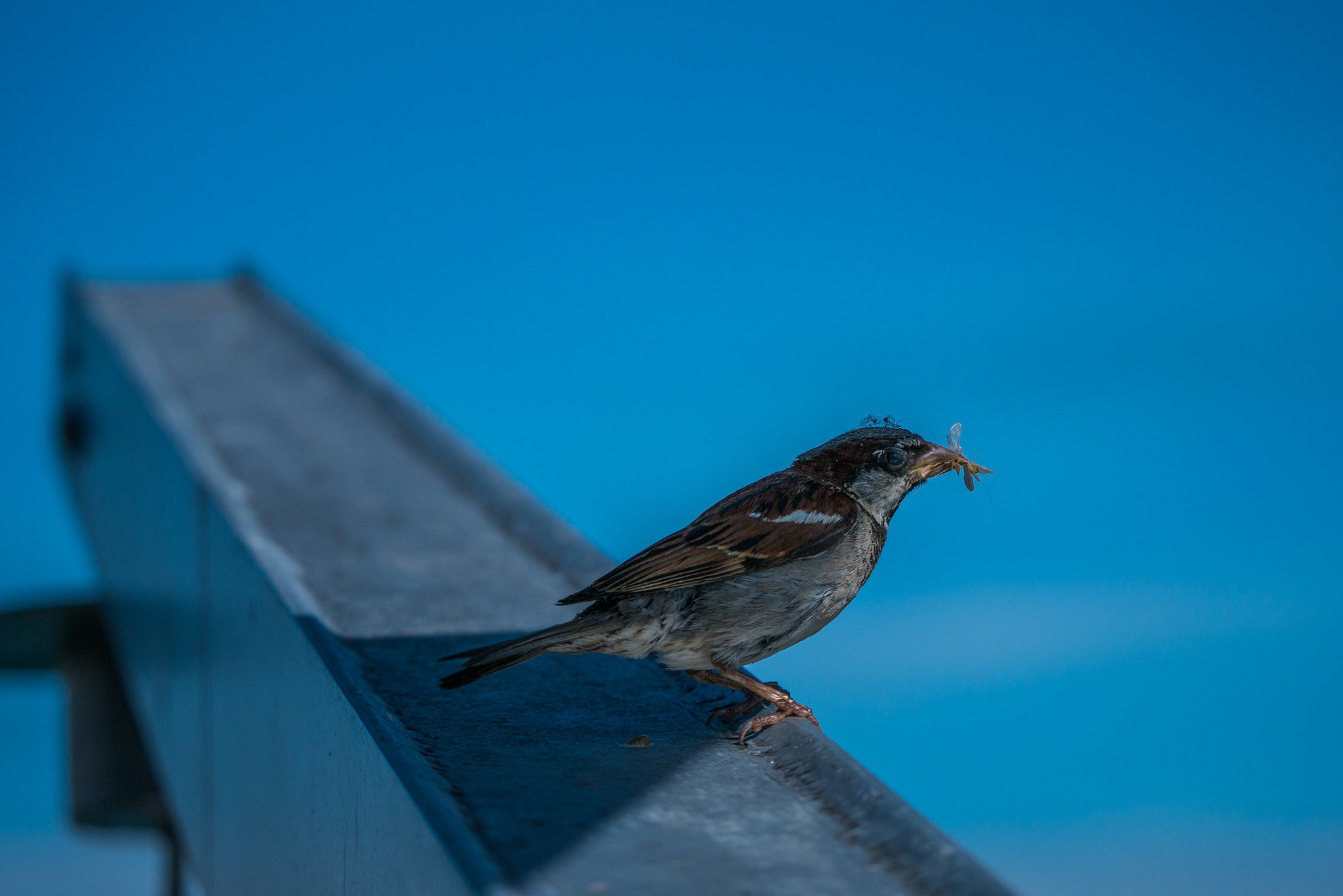 Panasonic Lumix DMC-GF7 + LEICA DG 100-400/F4.0-6.3 sample photo. Sparrow photography