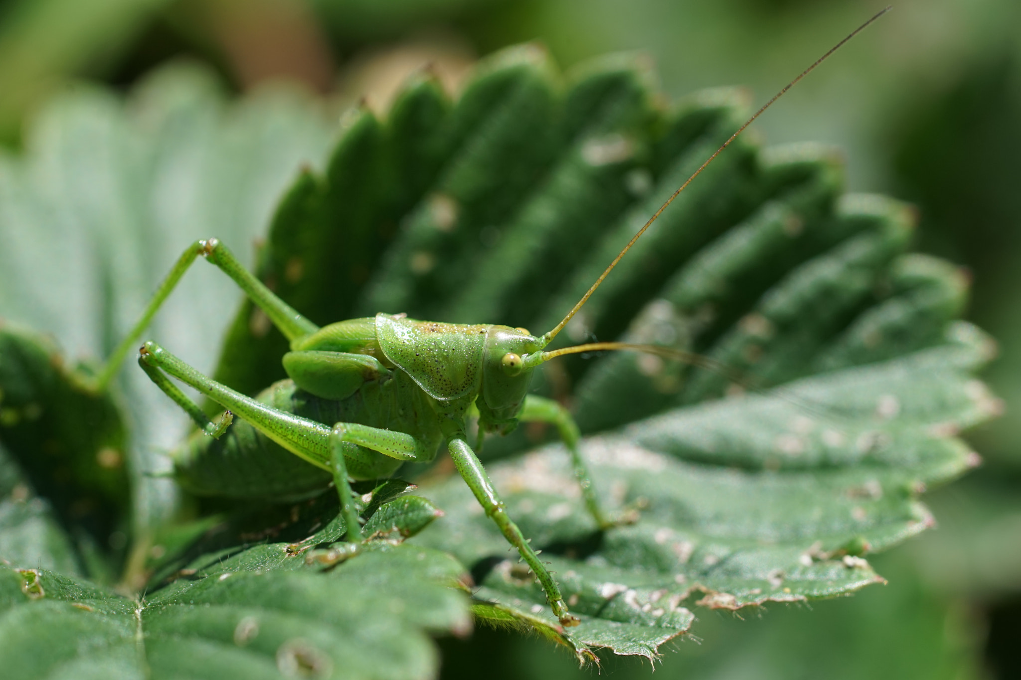 Sony 100mm F2.8 Macro sample photo. Grasshopper photography