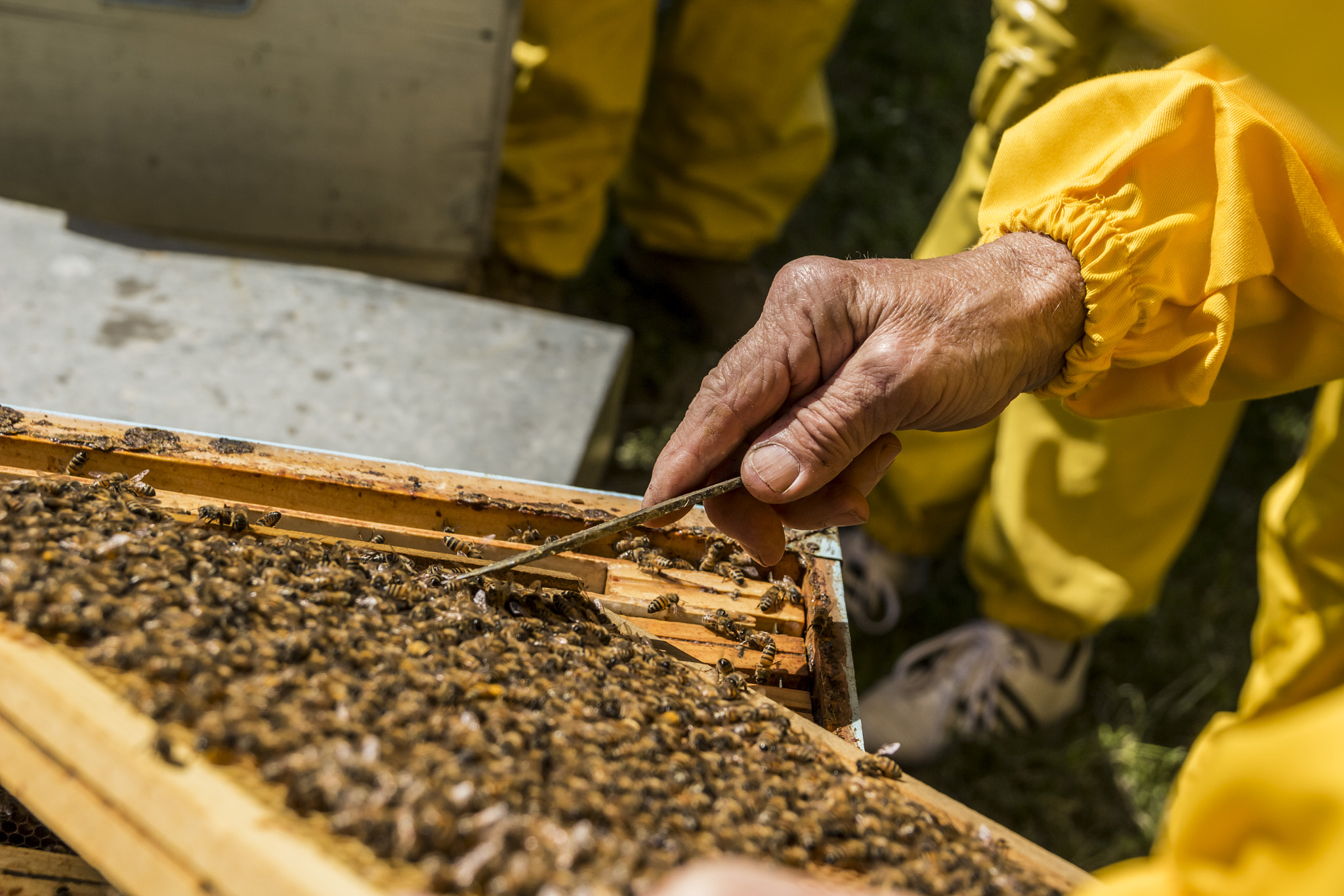 Canon EF-S 17-55mm F2.8 IS USM sample photo. A journey in the apiary photography