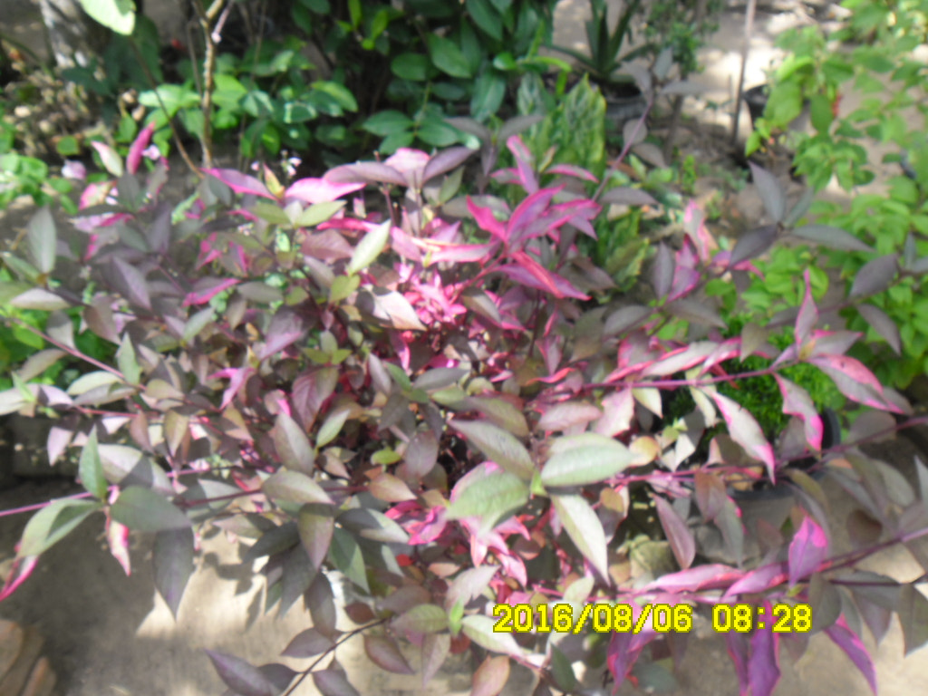 Samsung ES80/ ES81 sample photo. Sam_1595.jpg photography