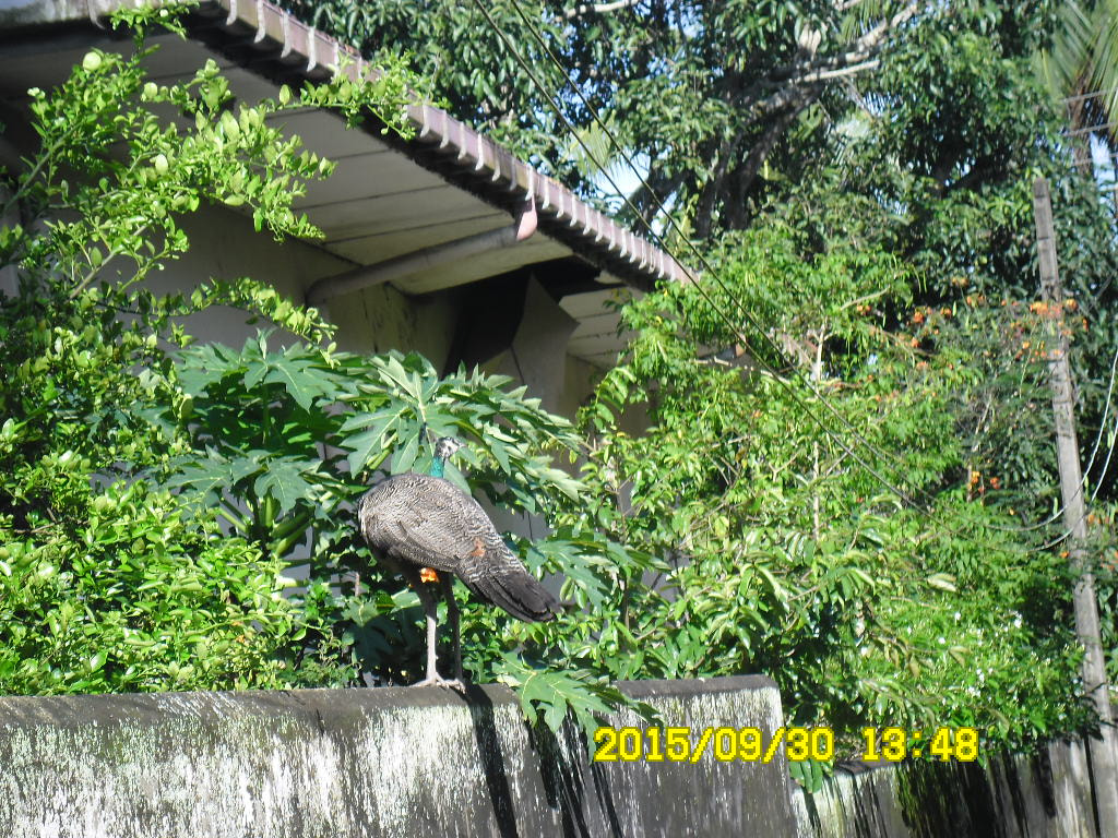 Samsung ES80/ ES81 sample photo. Sam_1428.jpg photography