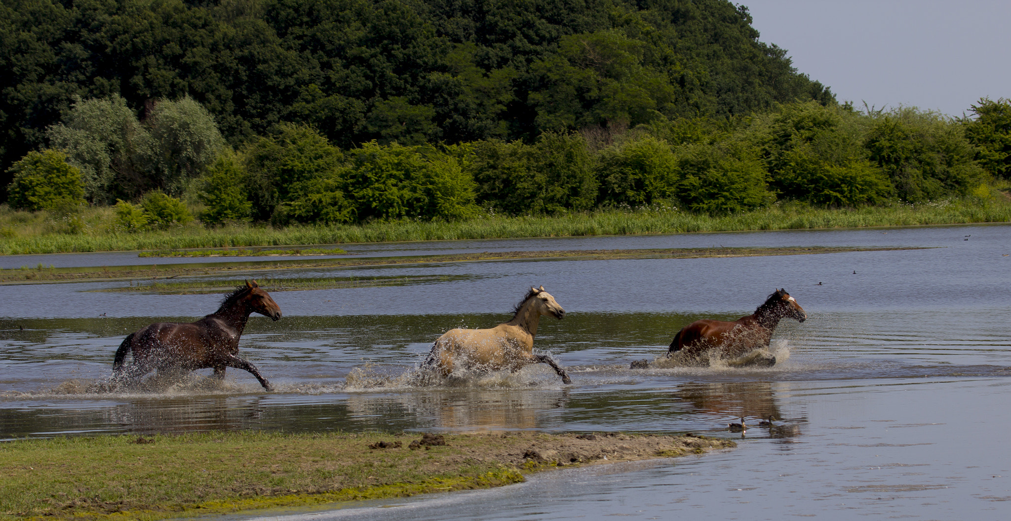 Canon EF 100-400mm F4.5-5.6L IS USM sample photo. Horses on the run photography