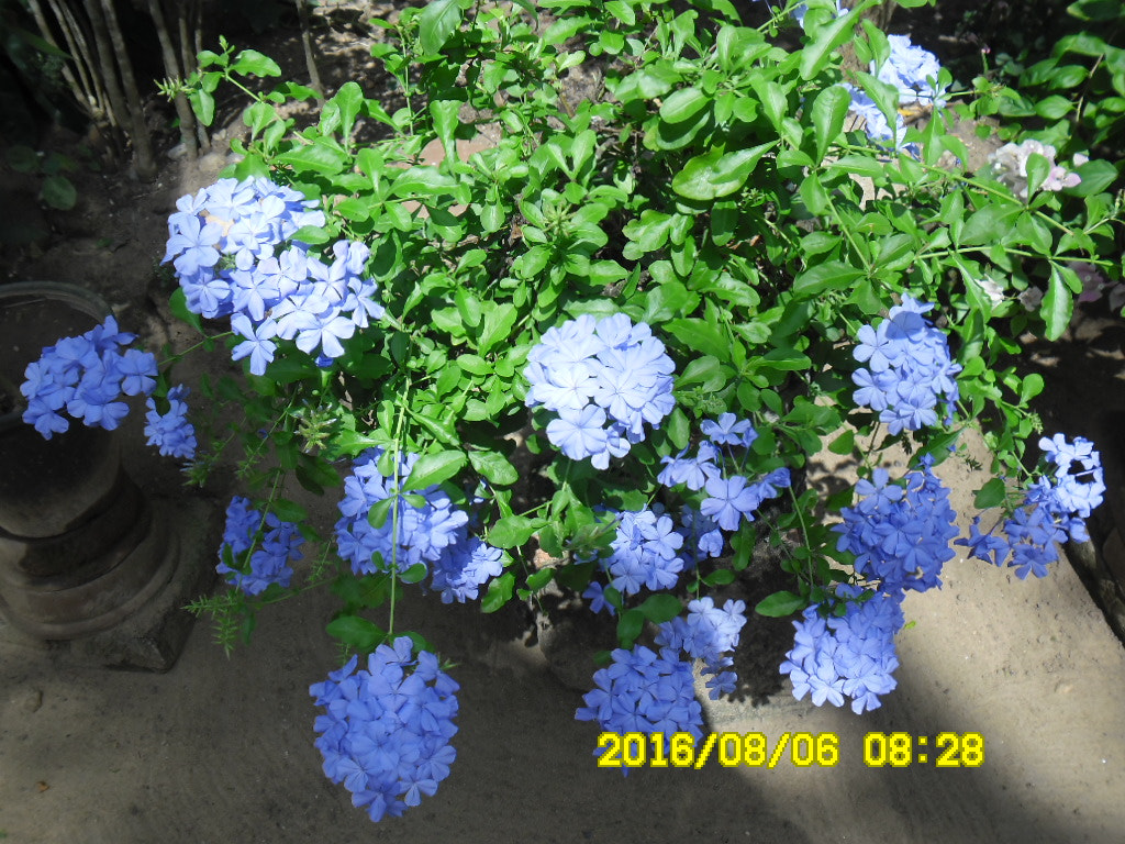 Samsung ES80/ ES81 sample photo. Sam_1594.jpg photography