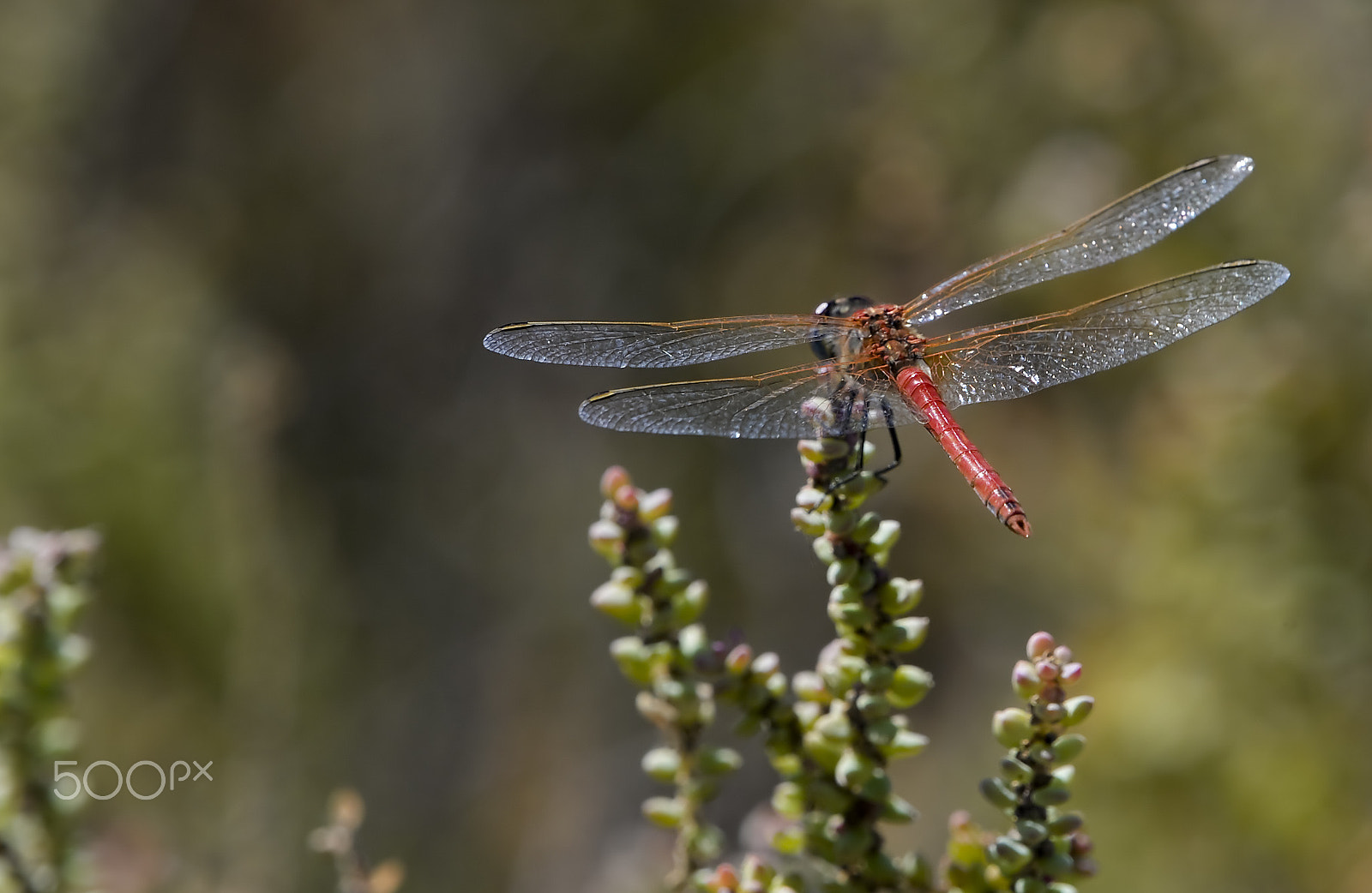 Tamron AF 200-400mm f/5.6 LD IF (75D) sample photo. Sympetrum sanguineum photography