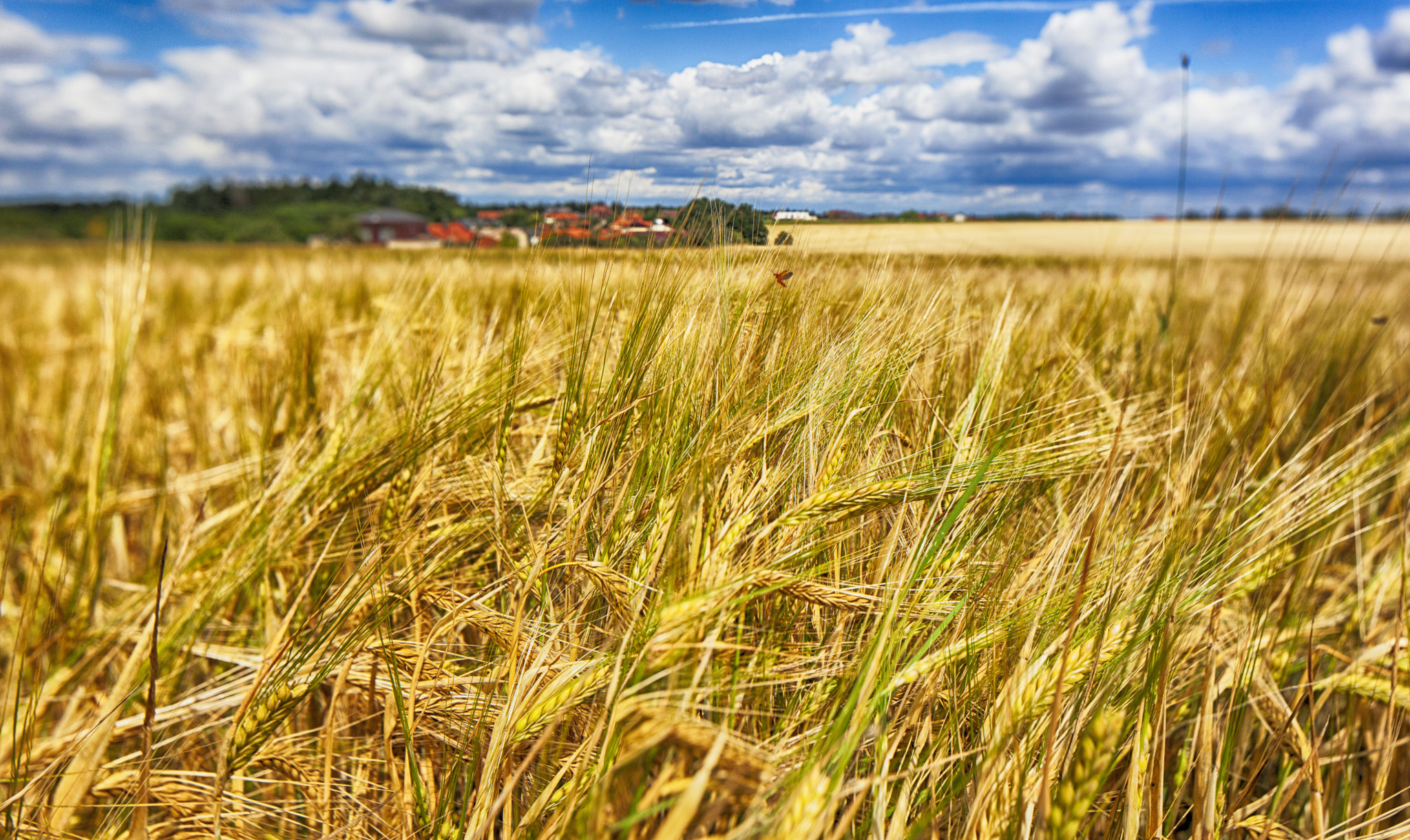 Canon EOS 5D Mark II + Canon TS-E 24.0mm f/3.5 L II sample photo. Bountiful harvest photography