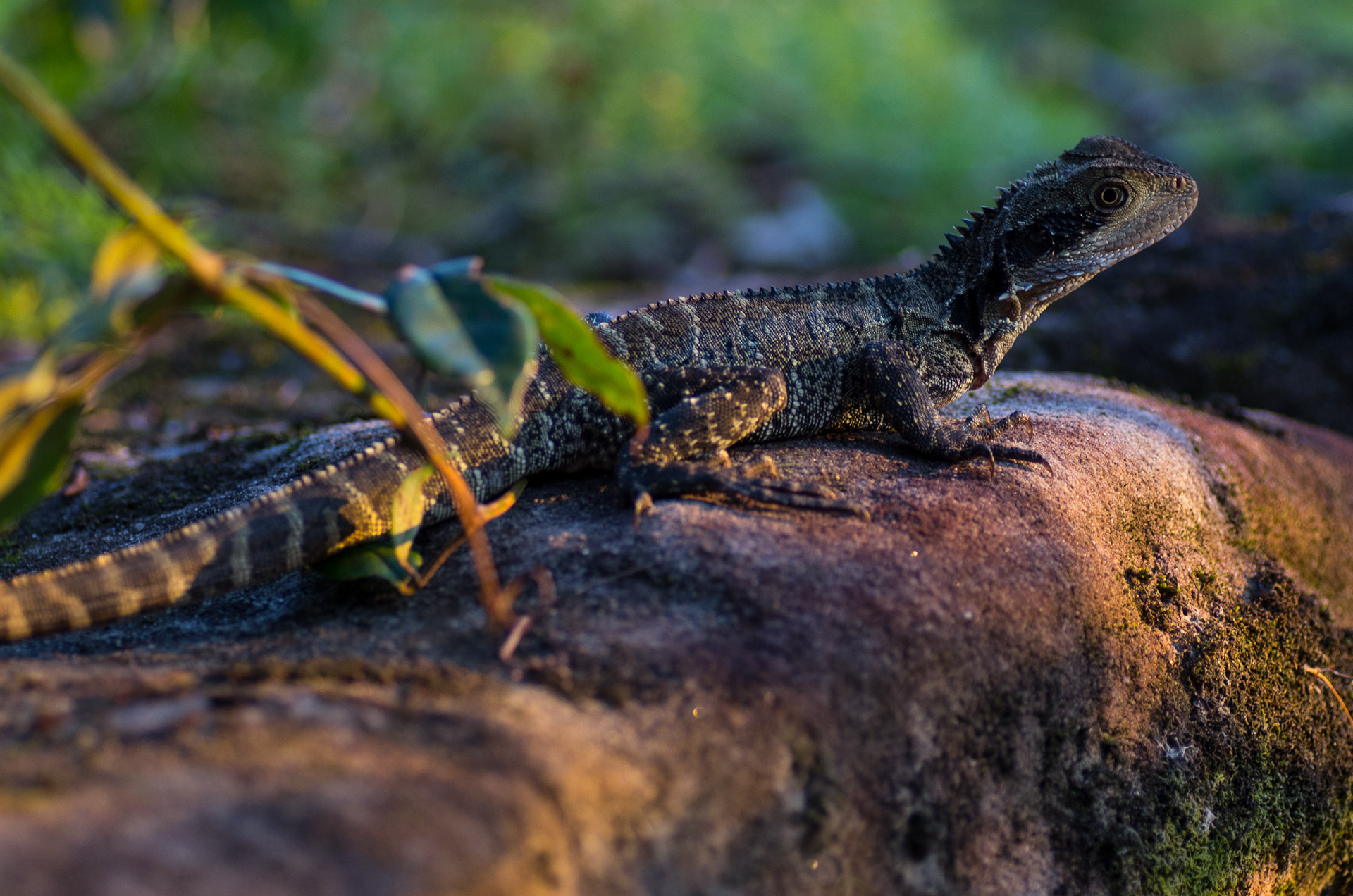 Pentax K-5 + Tamron SP AF 90mm F2.8 Di Macro sample photo. Australian water dragon photography