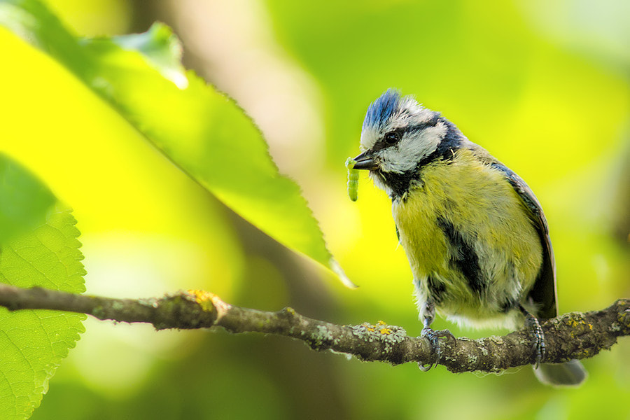 Canon EF 300mm F4L IS USM sample photo. Blaumeise photography