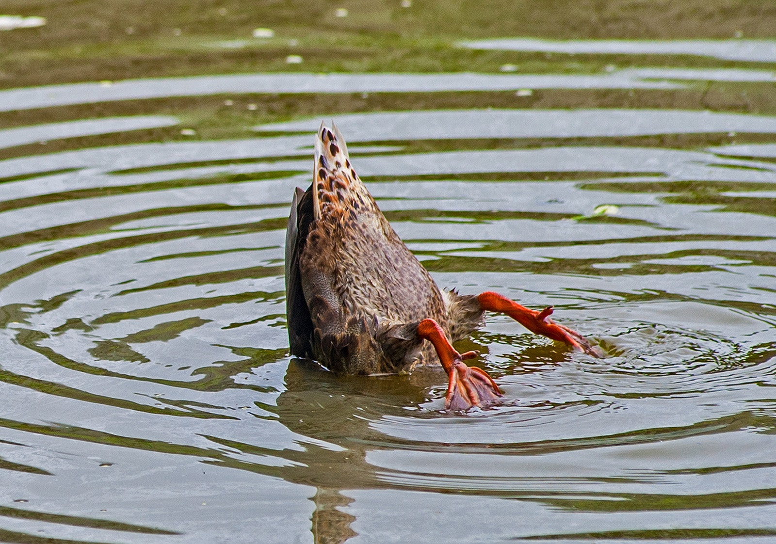 Nikon AF-Nikkor 80-200mm F2.8D ED sample photo. Bottoms up! photography