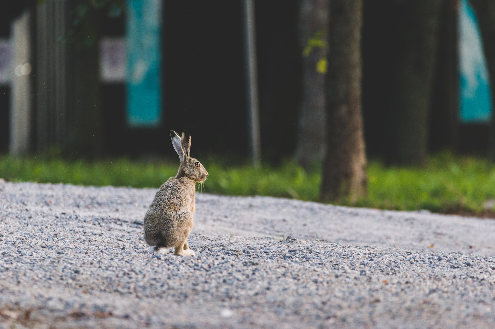 Sigma 150-600mm F5-6.3 DG OS HSM | C sample photo. Rusakko photography