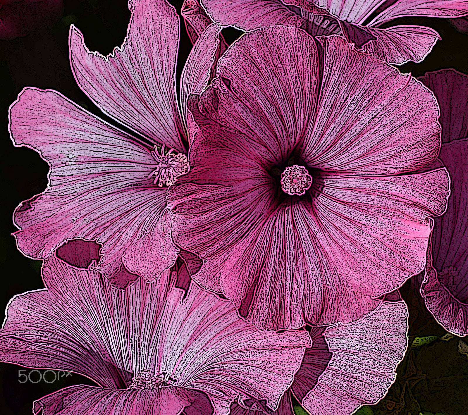 Nikon D3300 + Nikon AF Micro-Nikkor 60mm F2.8D sample photo. Pink hollyhocks photography