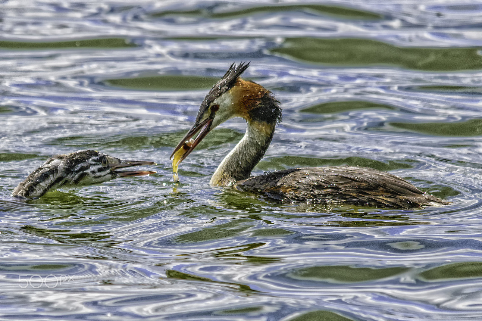 Sigma 150-500mm F5-6.3 DG OS HSM sample photo. Grebe feeding young photography