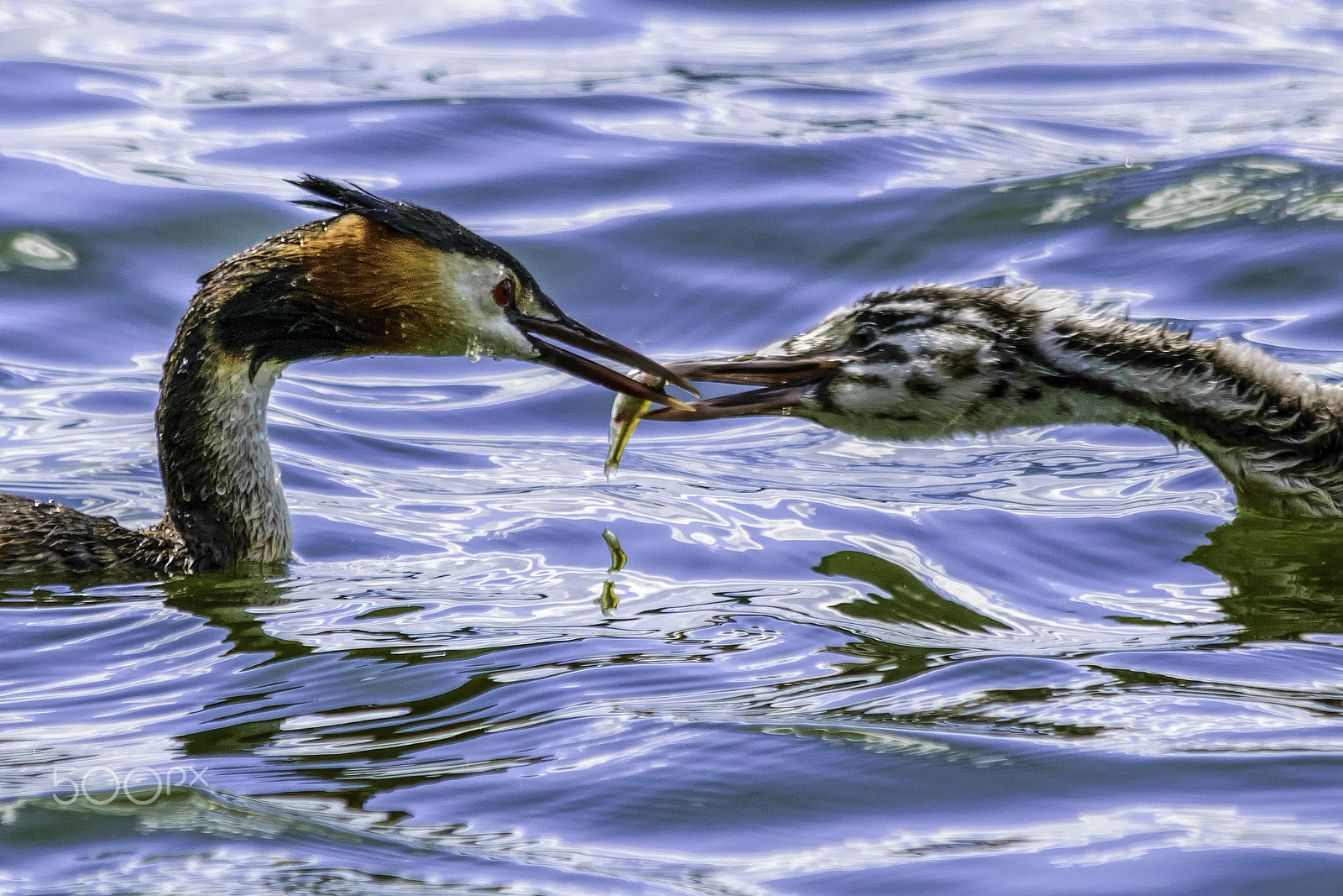 Sigma 150-500mm F5-6.3 DG OS HSM sample photo. Fish meal photography