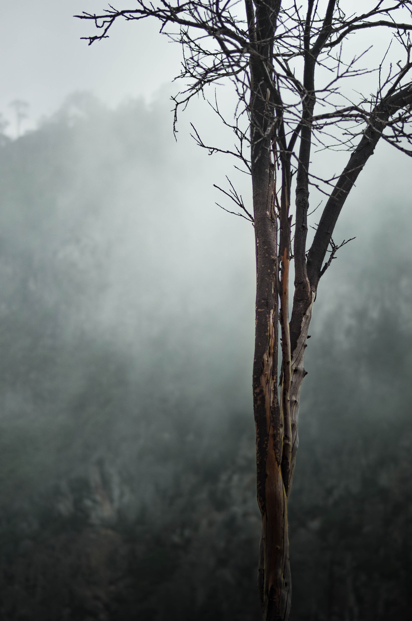 Sony SLT-A37 + Sony 75-300mm F4.5-5.6 sample photo. Dead tree photography