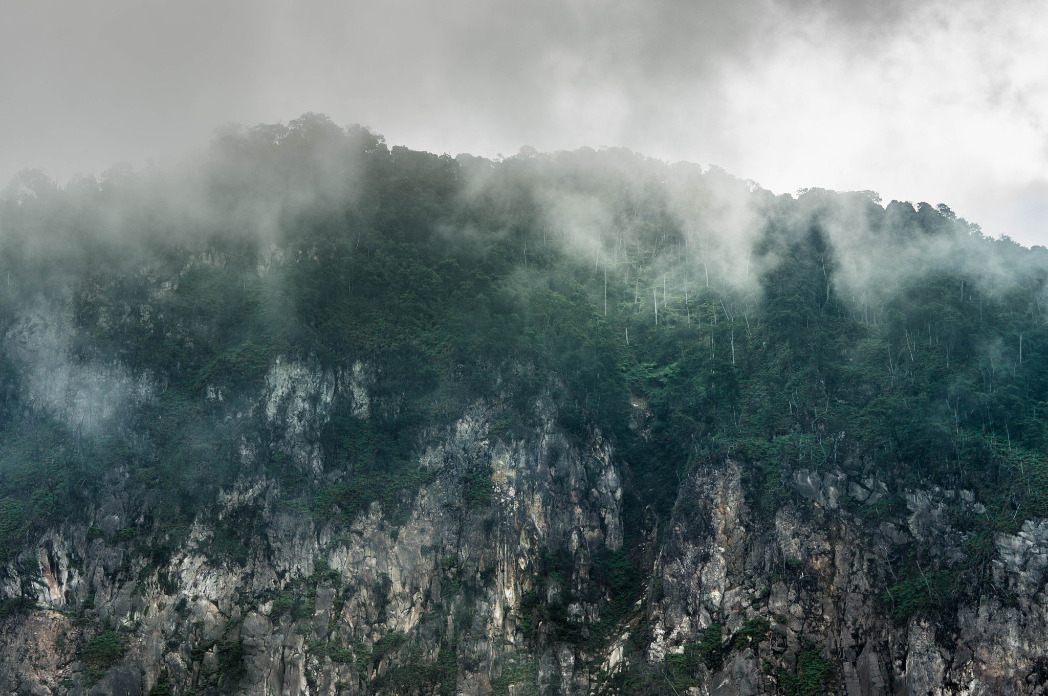 Sony SLT-A37 + Sony DT 50mm F1.8 SAM sample photo. Forest on top of a cliff photography