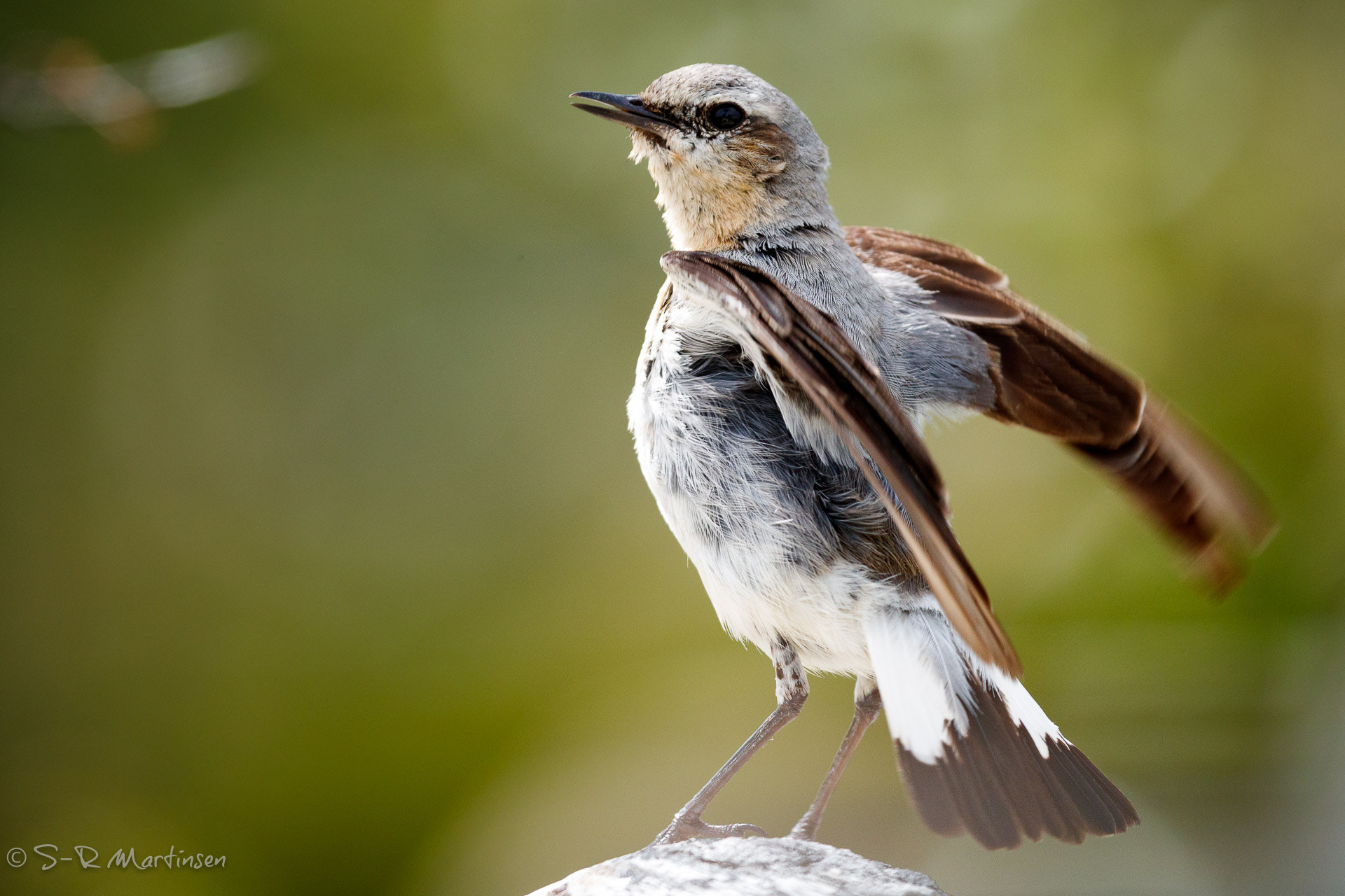 Canon EF 300mm F2.8L IS USM sample photo. Oenanthe oenanthe photography
