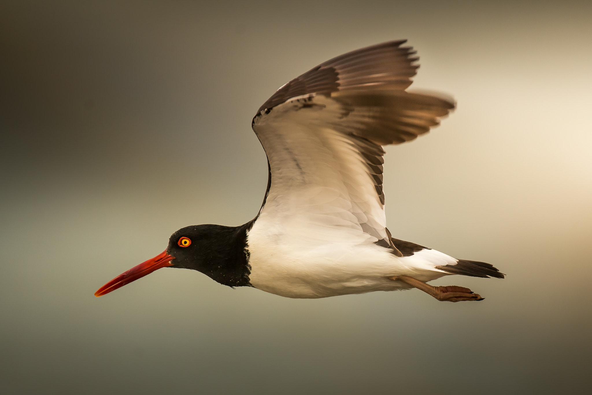 Canon EF 200-400mm F4L IS USM Extender 1.4x sample photo. Nature photography