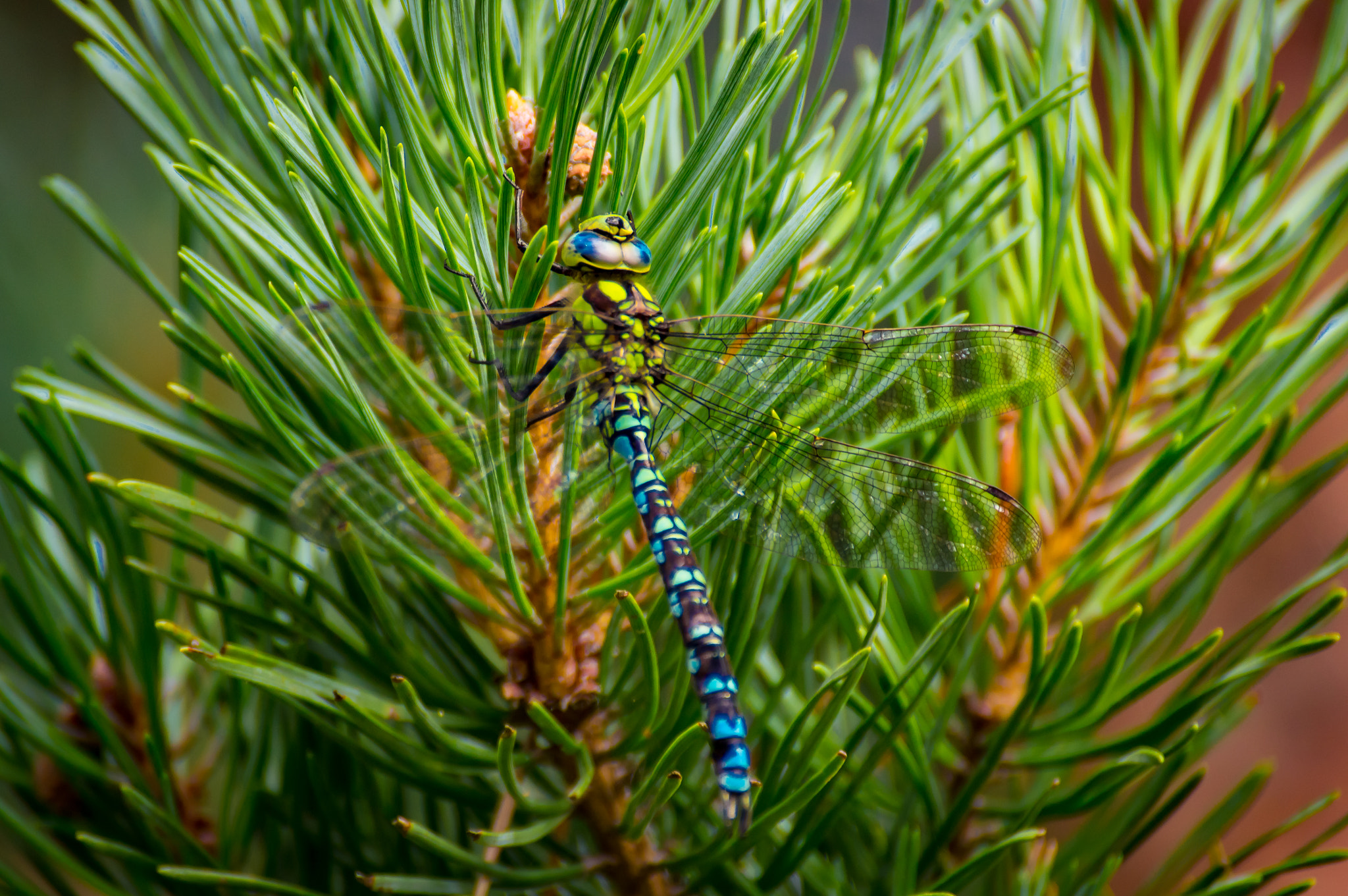 Sony SLT-A55 (SLT-A55V) sample photo. Blue dragonfly photography