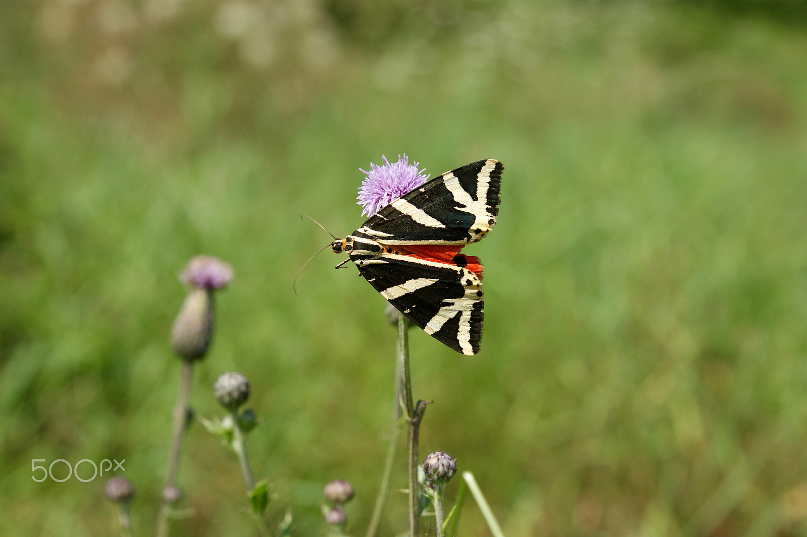 Sony Alpha DSLR-A290 + Sony DT 16-50mm F2.8 SSM sample photo. Ufo photography