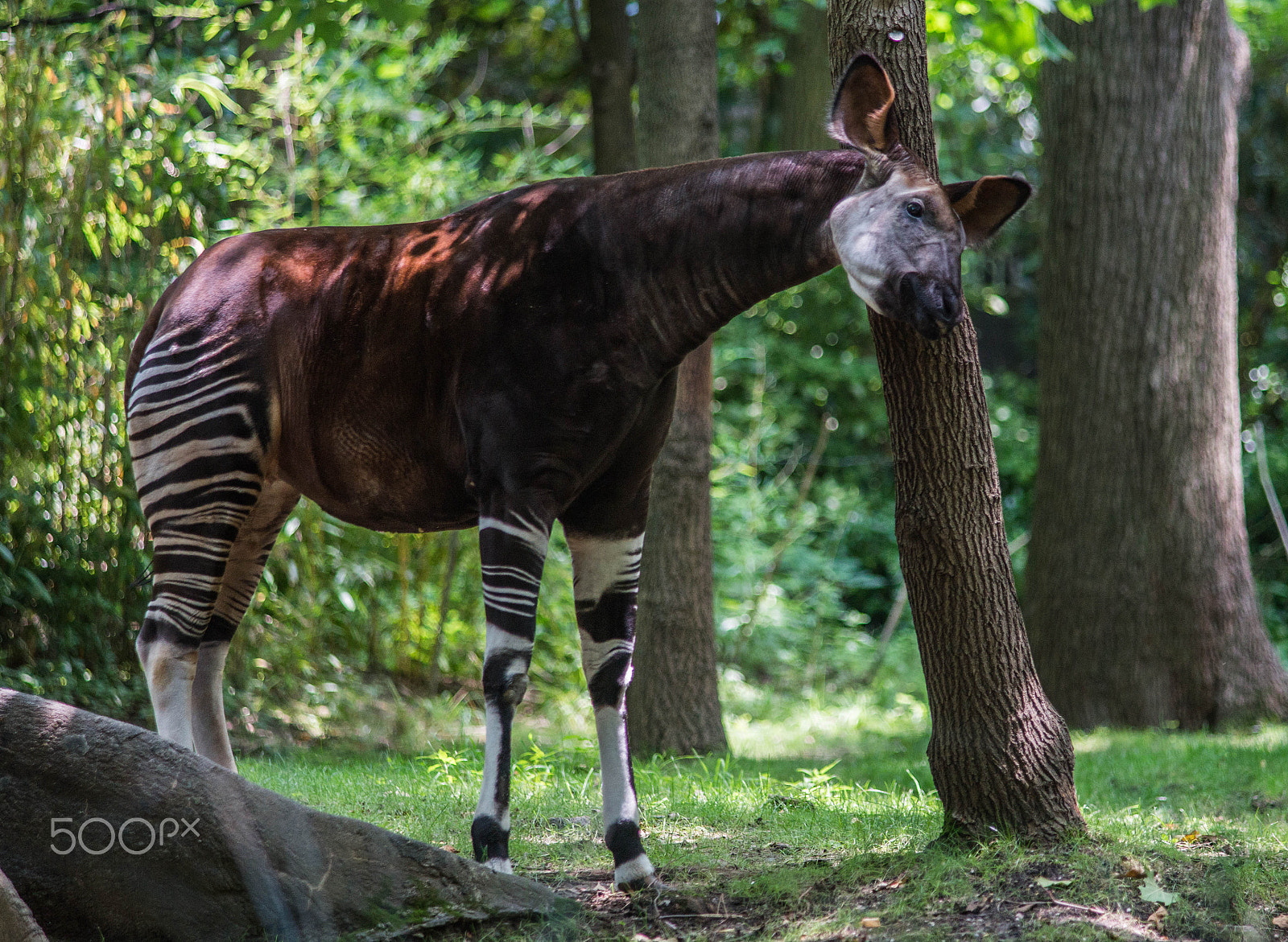 Sony a99 II + Minolta AF 80-200mm F2.8 HS-APO G sample photo. Giraffe/zebra/deer/horse - okapi (四不像) photography