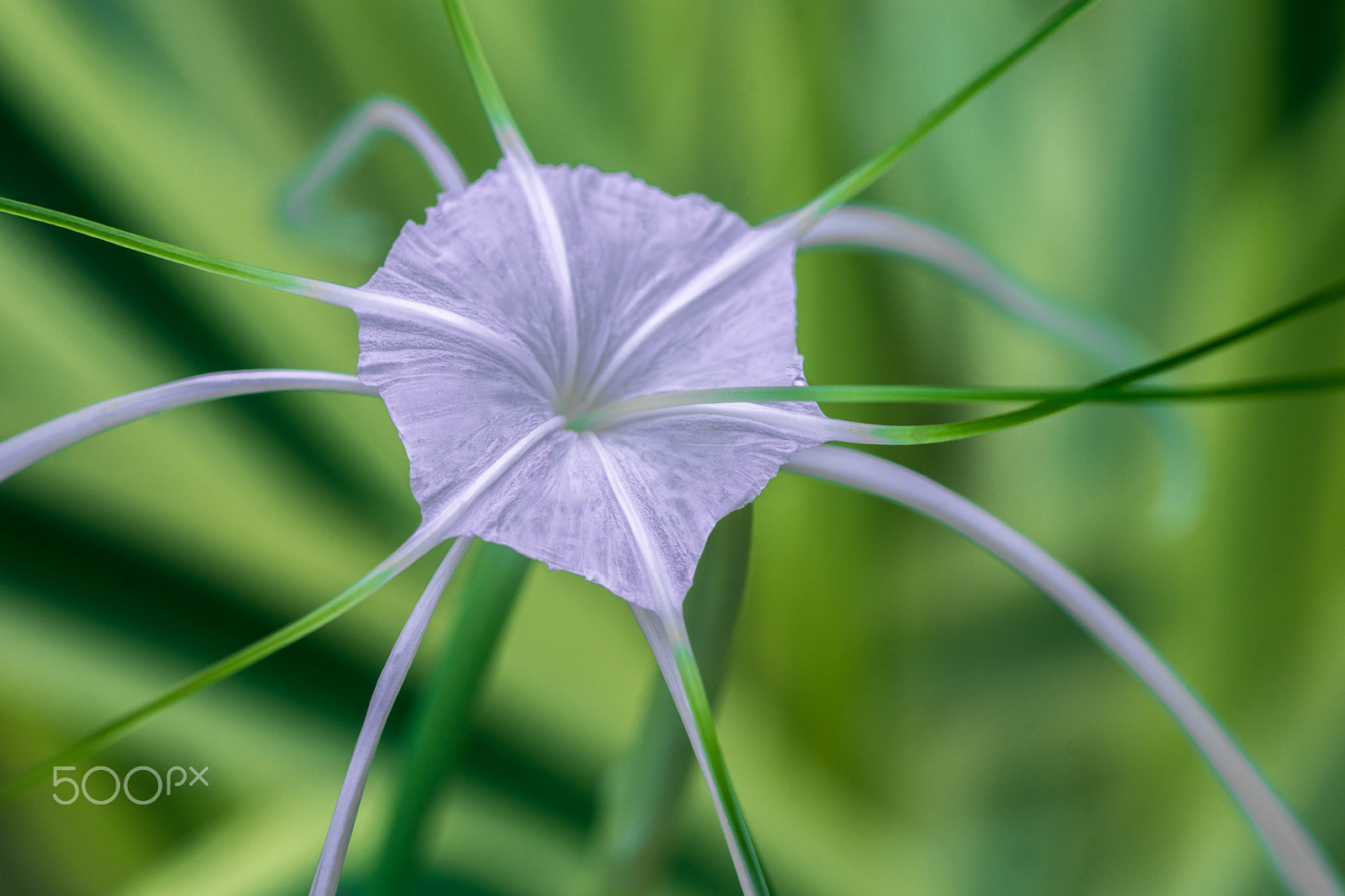 Sony a99 II sample photo. Star-fish like flower photography