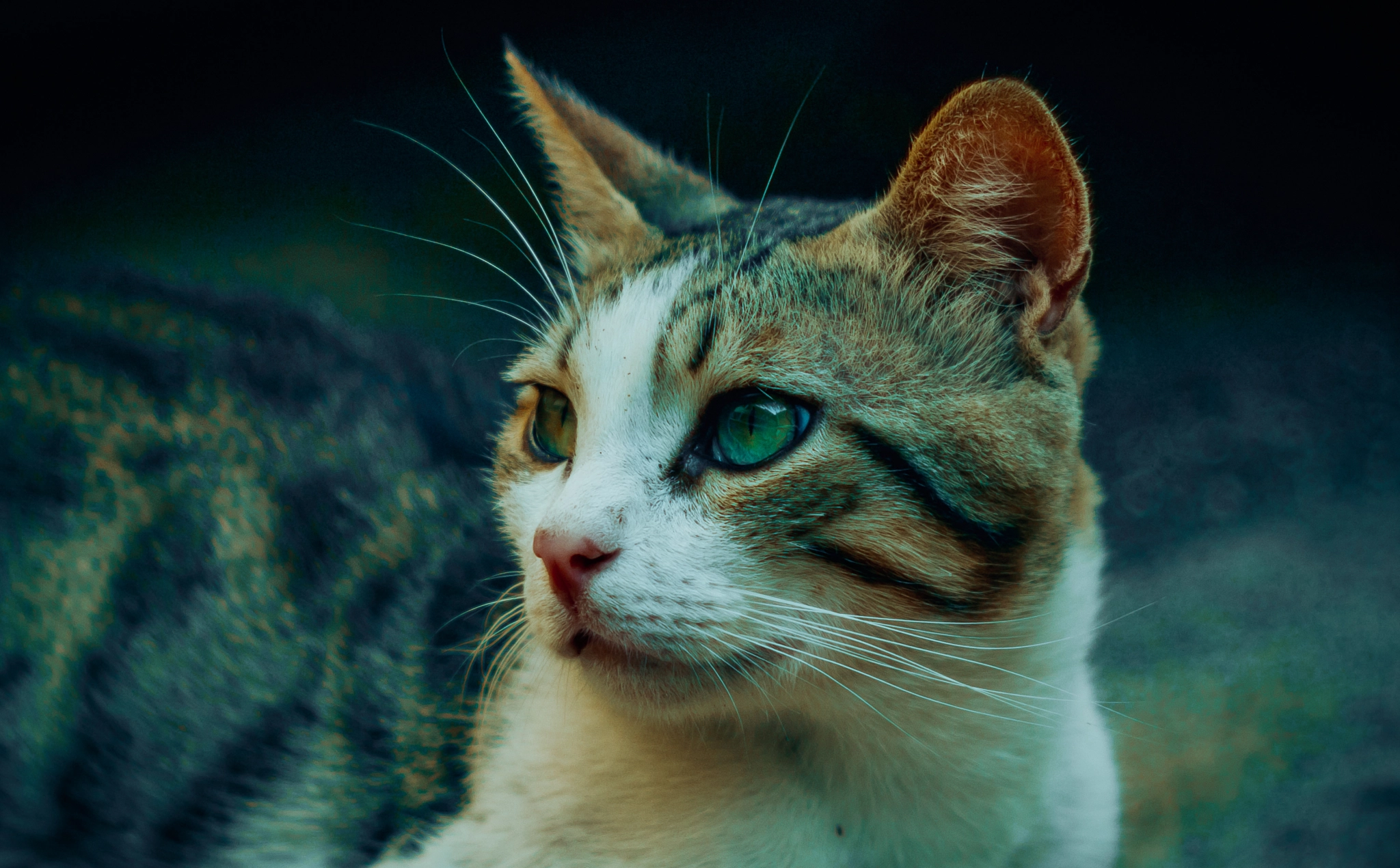 Canon EF 35-80mm f/4-5.6 sample photo. Wide open (55mm/f1.7) photography