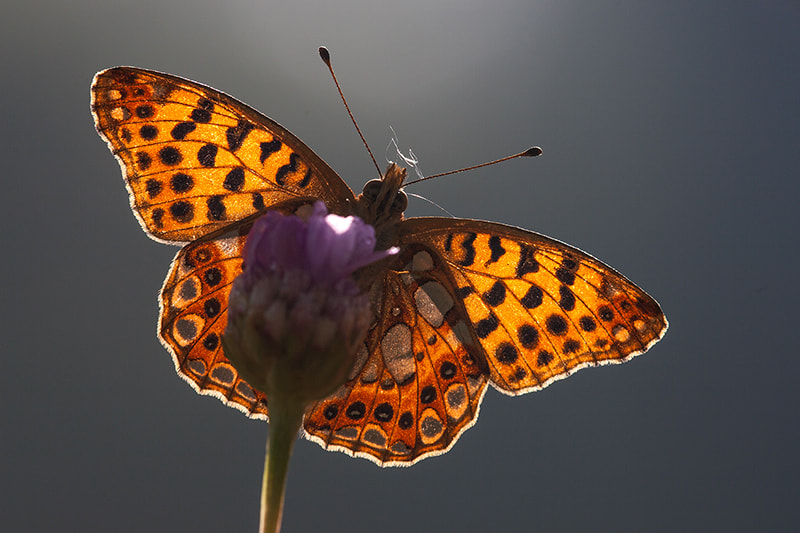 Canon EF 180mm F3.5L Macro USM sample photo. Open wings photography
