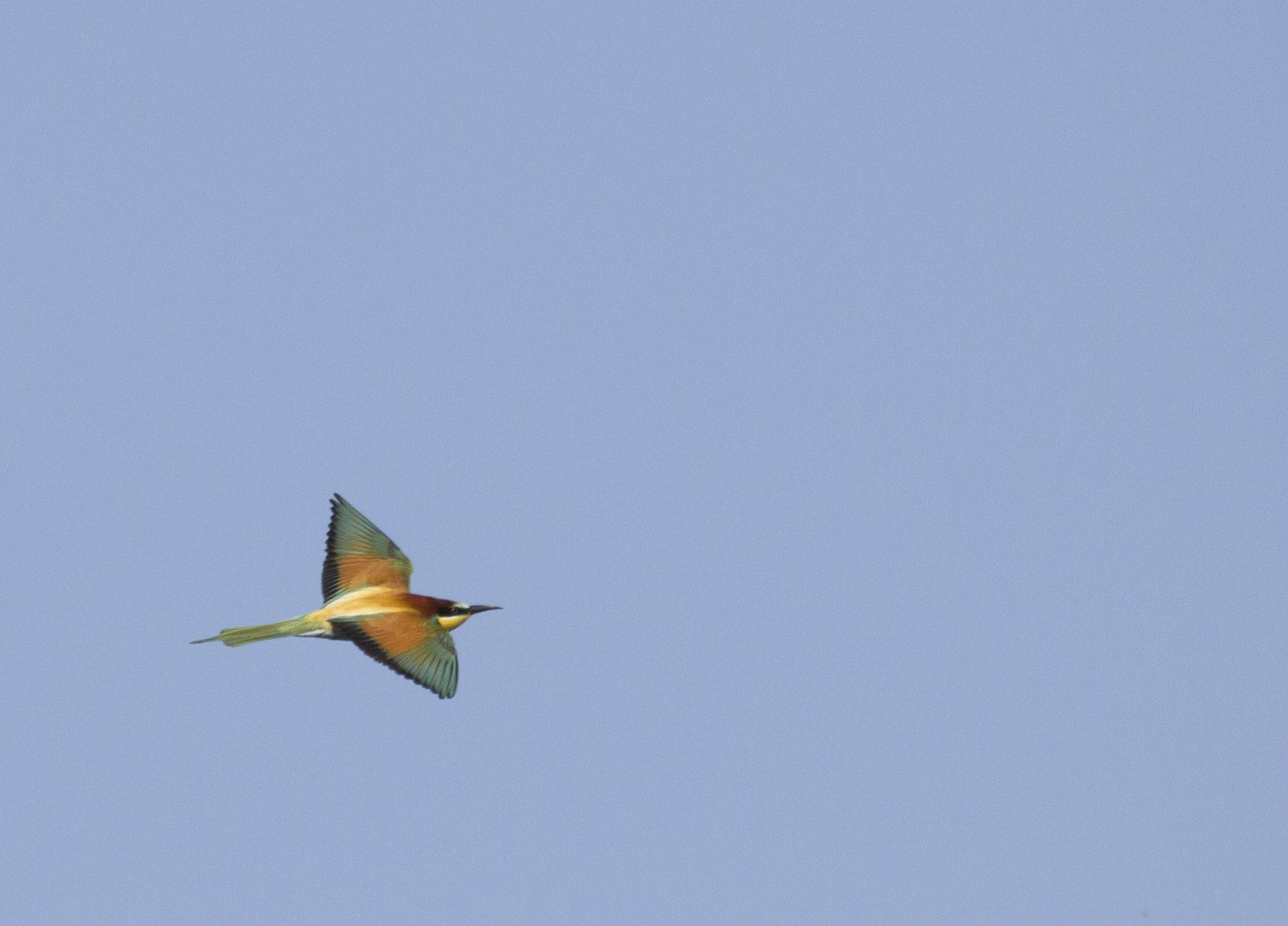 Canon EOS 60D + Sigma 150-600mm F5-6.3 DG OS HSM | C sample photo. Bee eater photography