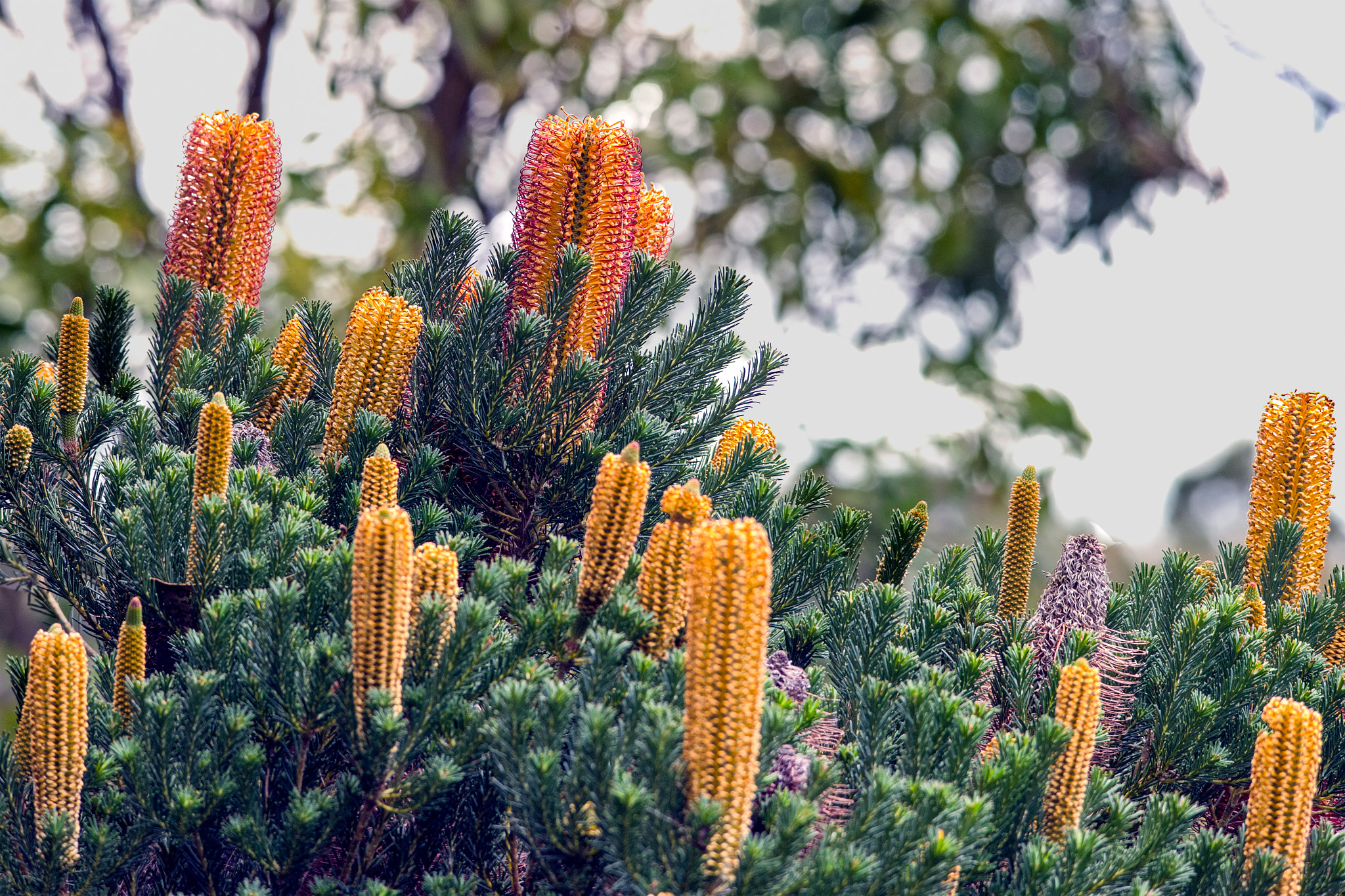 Nikon Df sample photo. Banksia photography