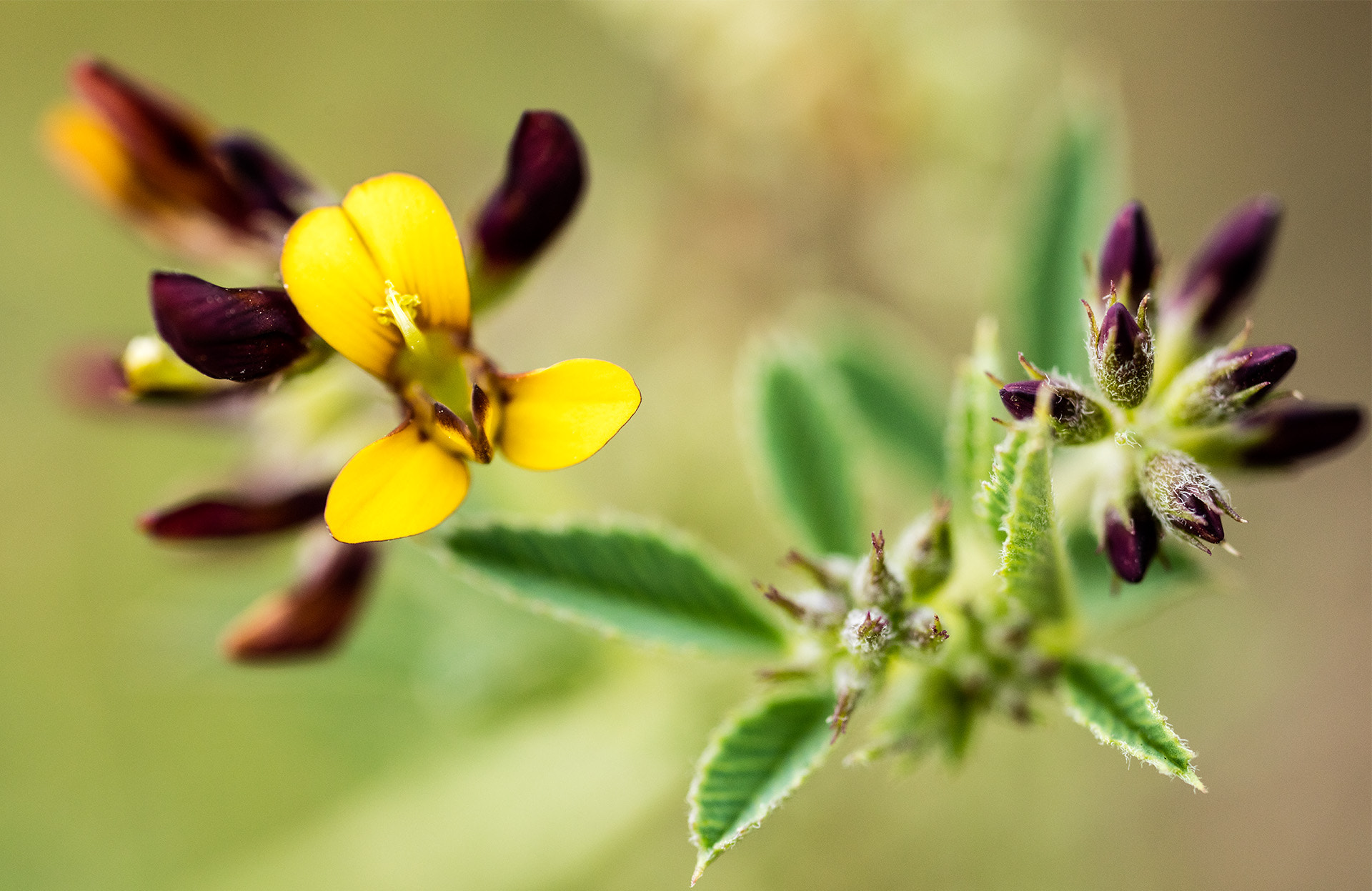 Canon MP-E 65mm F2.5 1-5x Macro Photo sample photo. 野花 photography