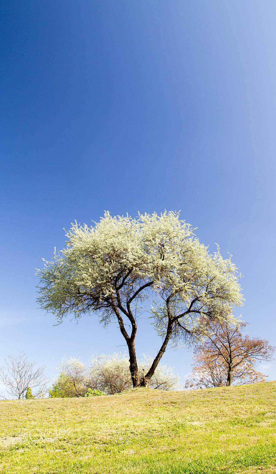 Tamron SP AF 17-50mm F2.8 XR Di II LD Aspherical (IF) sample photo. The flowering tree photography