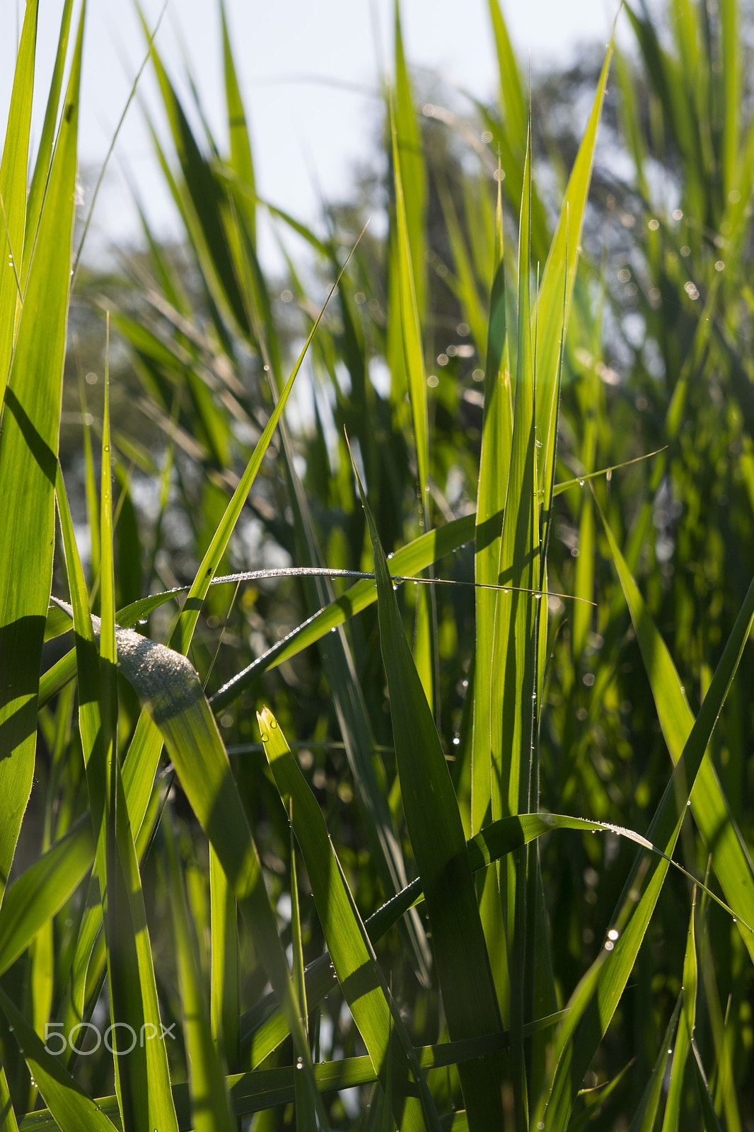 Tamron SP AF 17-50mm F2.8 XR Di II LD Aspherical (IF) sample photo. The long green reeds photography