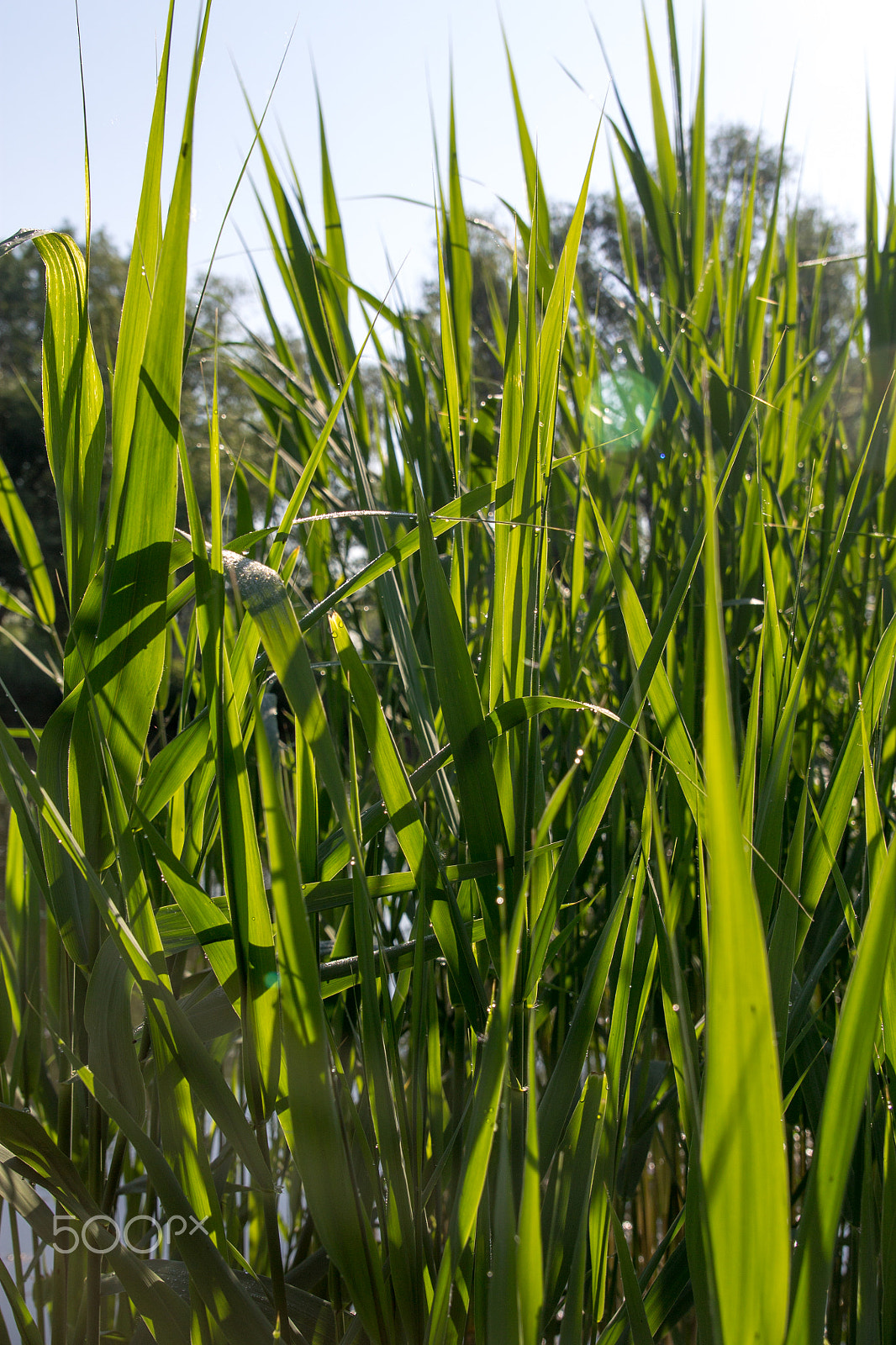Tamron SP AF 17-50mm F2.8 XR Di II LD Aspherical (IF) sample photo. The long green reeds photography