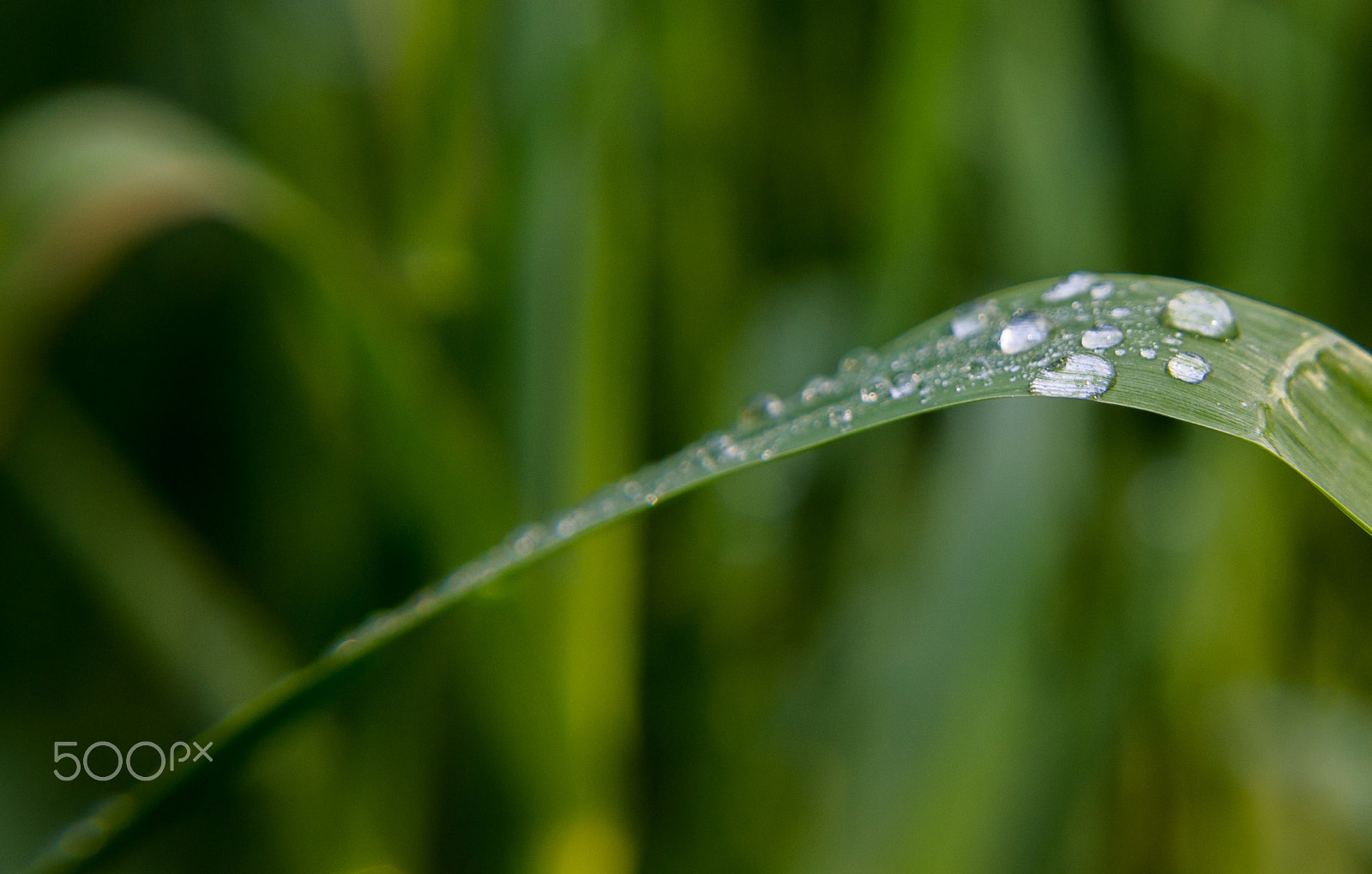 Tamron SP AF 17-50mm F2.8 XR Di II LD Aspherical (IF) sample photo. The water drops on the photography