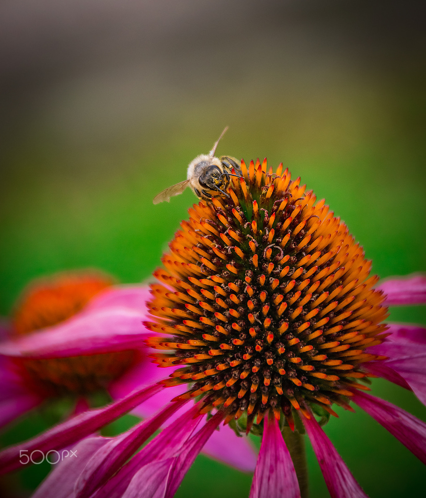Sigma 28-300mm F3.5-6.3 DG Macro sample photo. Summer 2016 photography