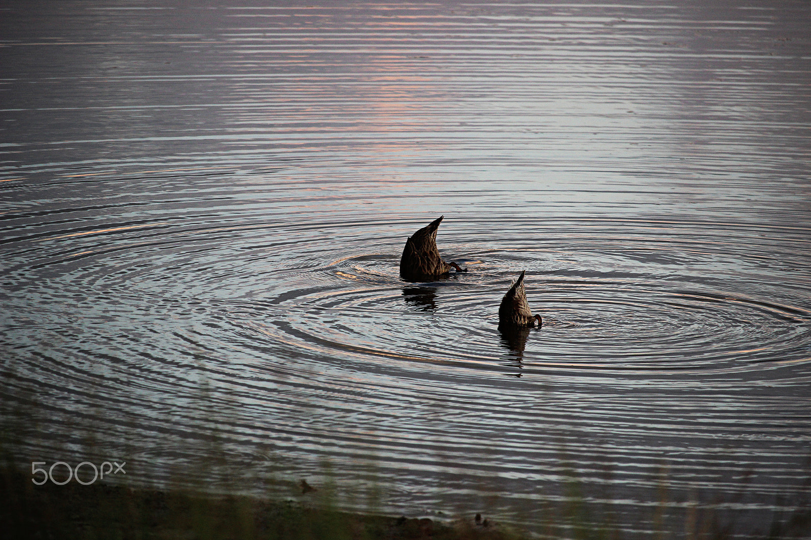 Canon EOS 600D (Rebel EOS T3i / EOS Kiss X5) + 55.0 - 250.0 mm sample photo. Synchronized duck acrobat.. photography