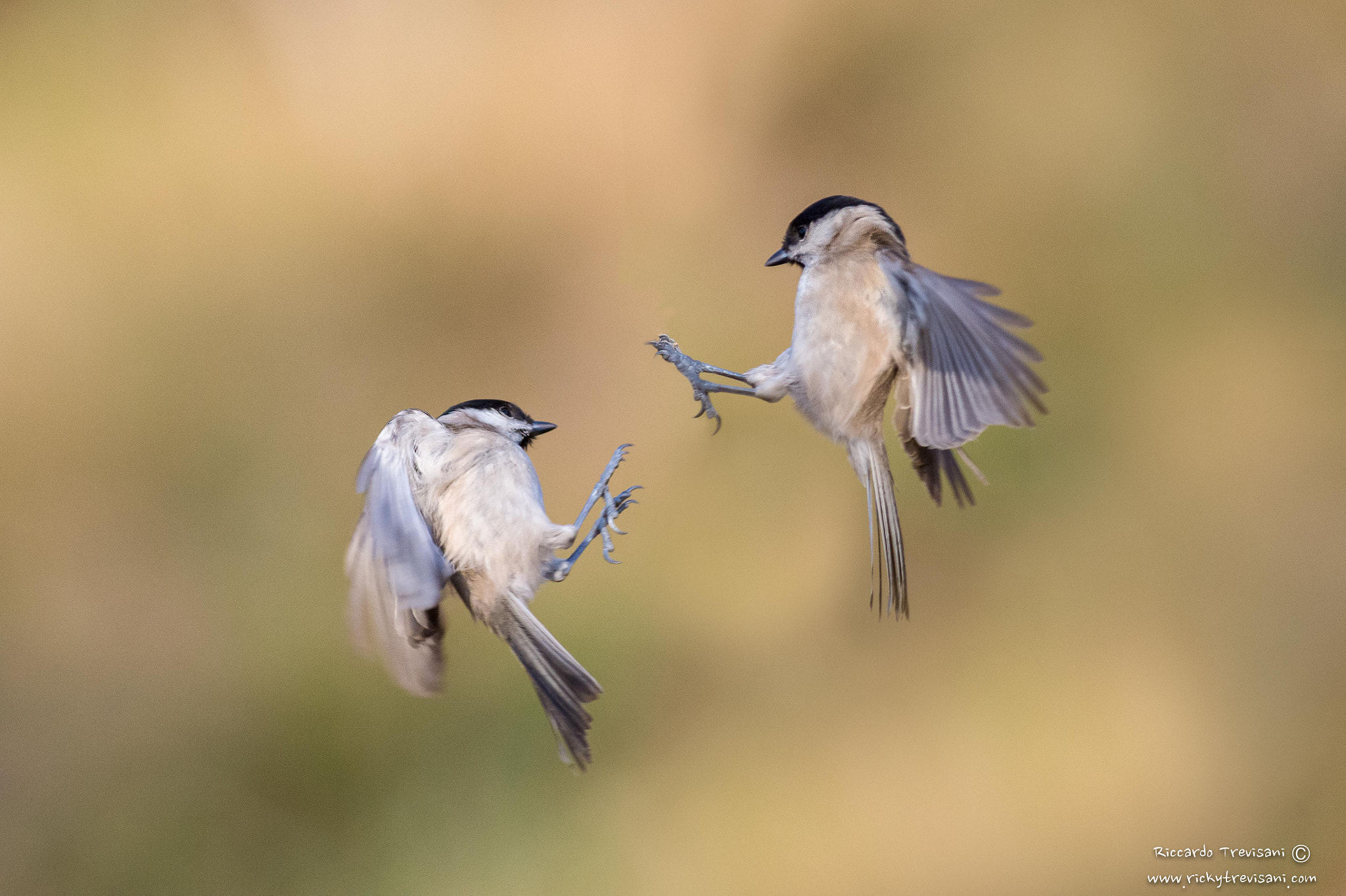 Nikon AF-S Nikkor 300mm F2.8G ED VR II sample photo. Fight photography