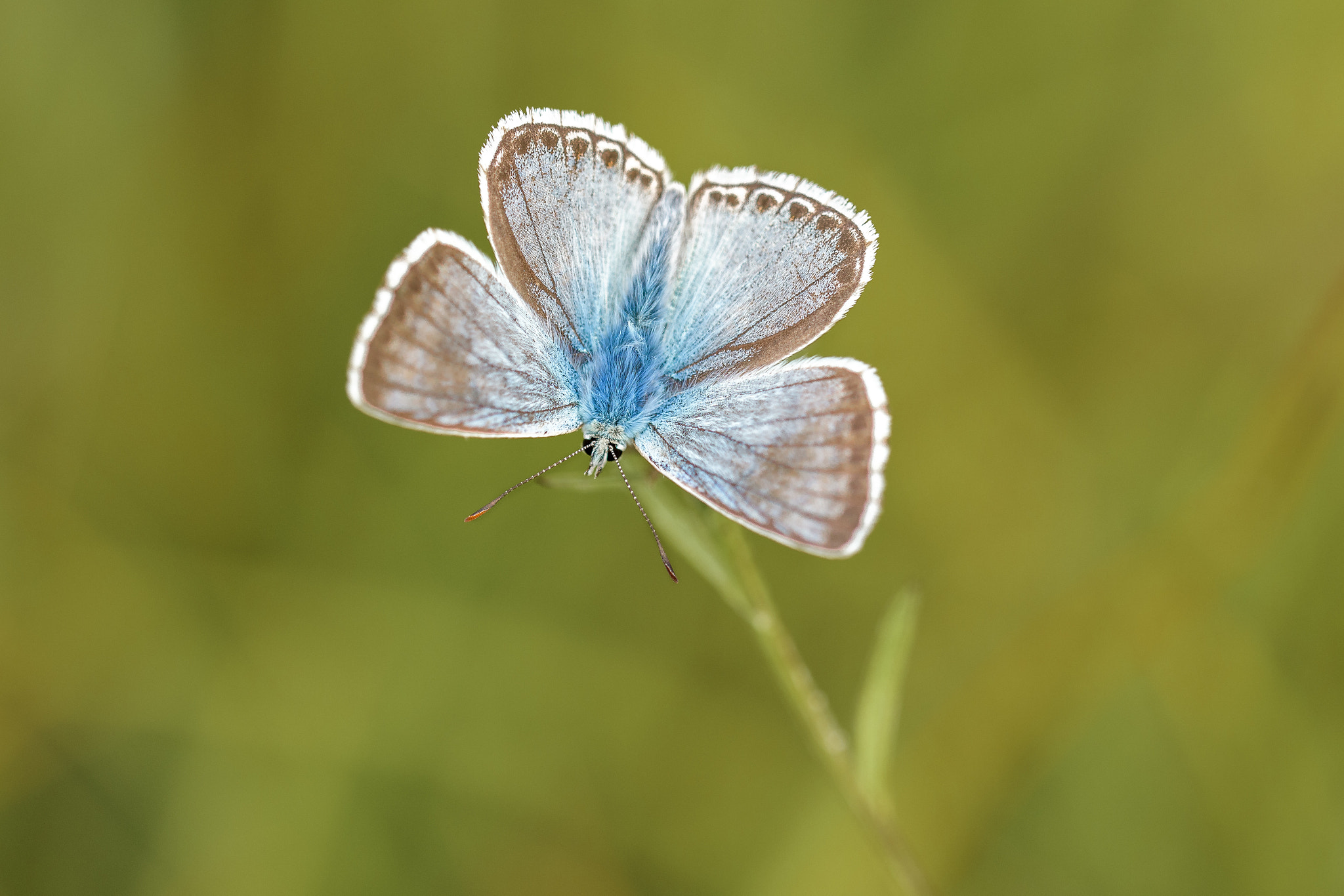 Sigma 150mm F2.8 EX DG OS Macro HSM sample photo. Polyommatus coridon photography