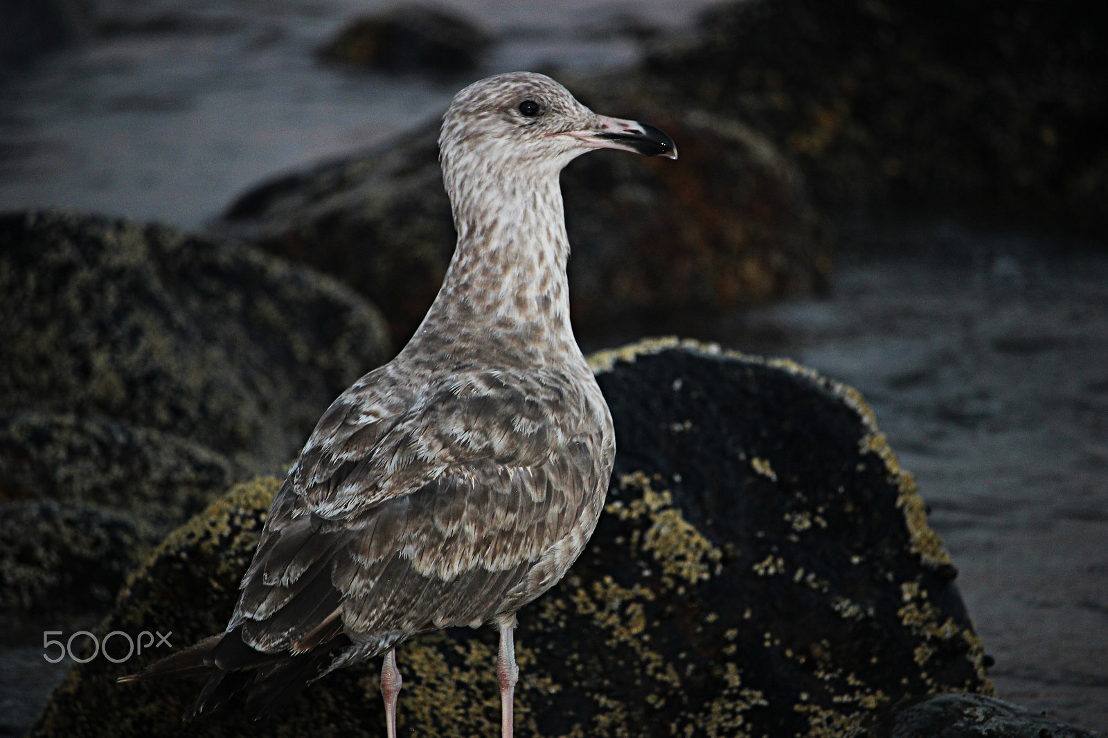 Canon EOS 600D (Rebel EOS T3i / EOS Kiss X5) + 55.0 - 250.0 mm sample photo. Seagull in brown photography