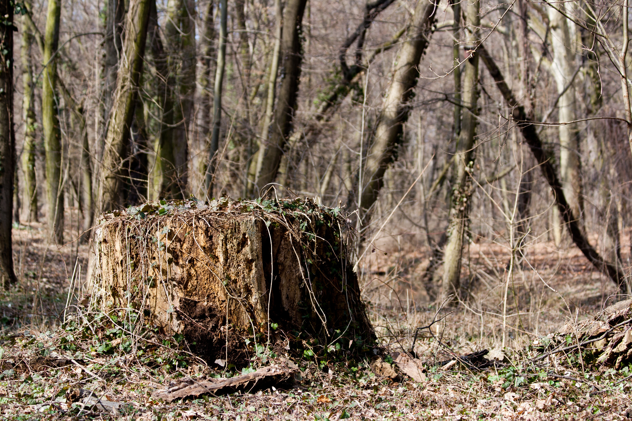 Canon EF 70-300mm F4-5.6 IS USM sample photo. The big wood stump photography