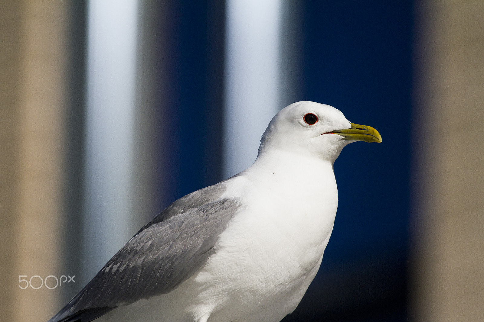 Canon EF 100-400mm F4.5-5.6L IS USM sample photo. Larus canus photography