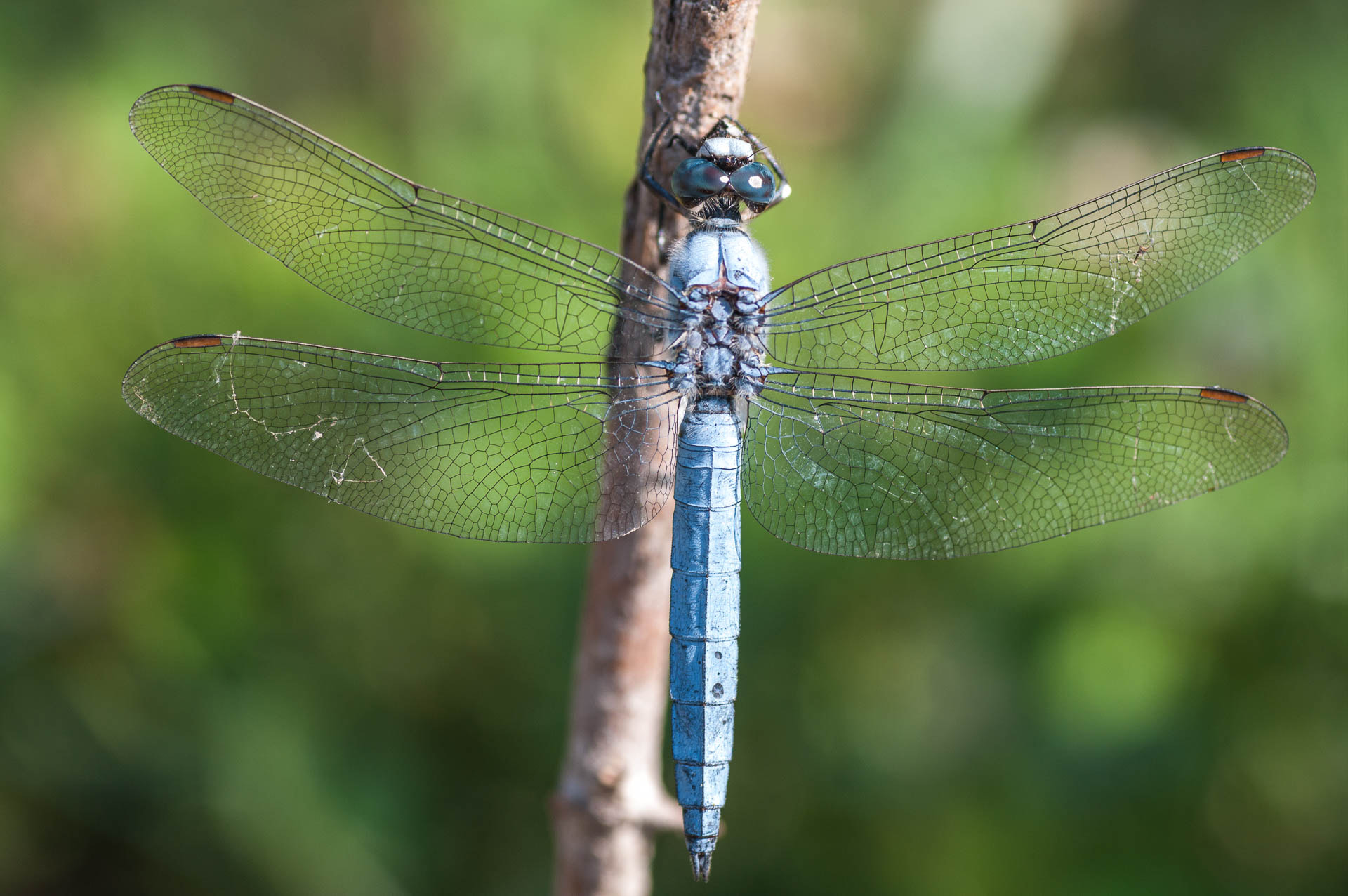 Pentax K-7 + Tamron SP AF 90mm F2.8 Di Macro sample photo. Italien photography