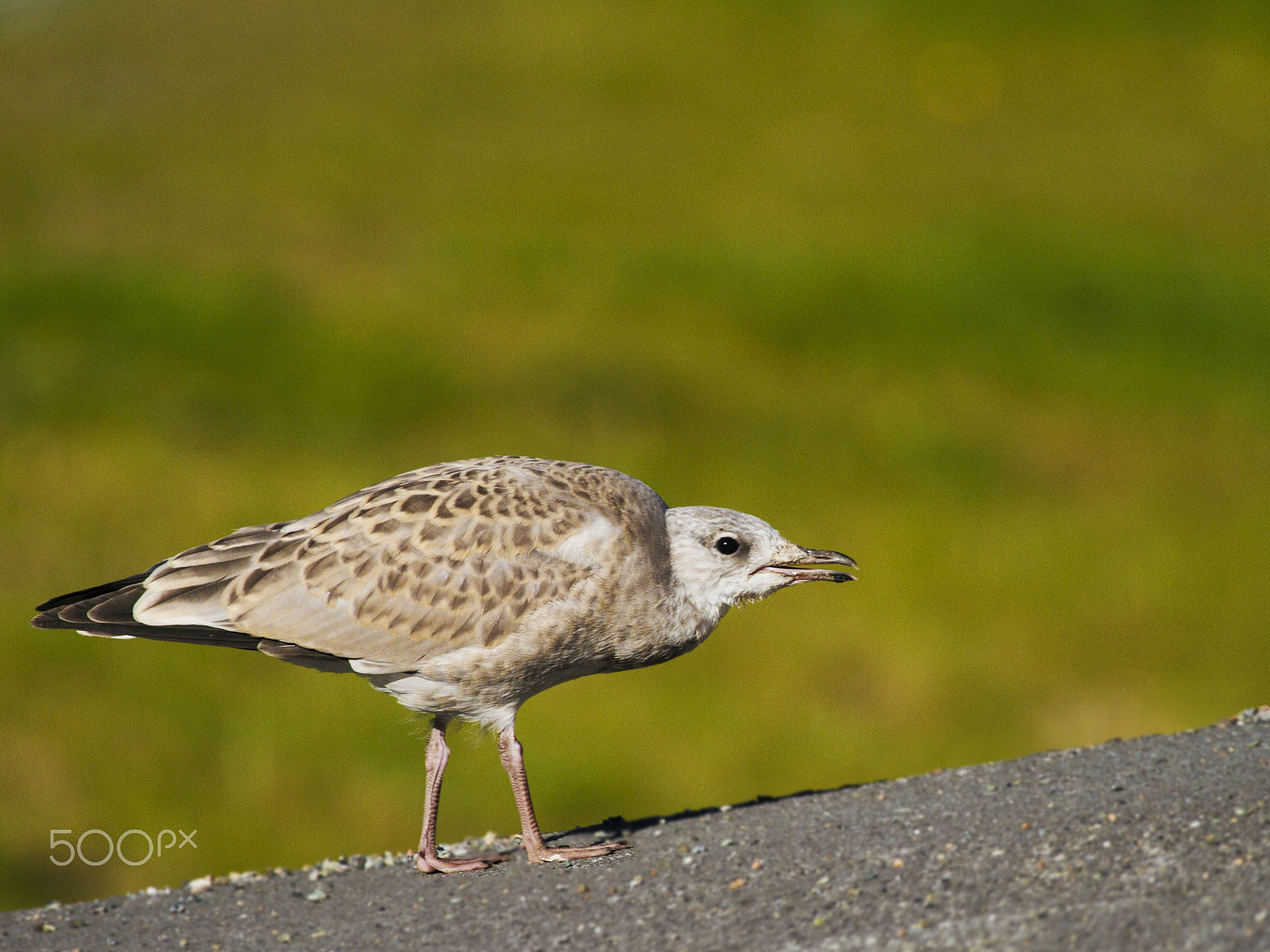 Canon EF 100-400mm F4.5-5.6L IS USM sample photo. Breed of larus canus photography