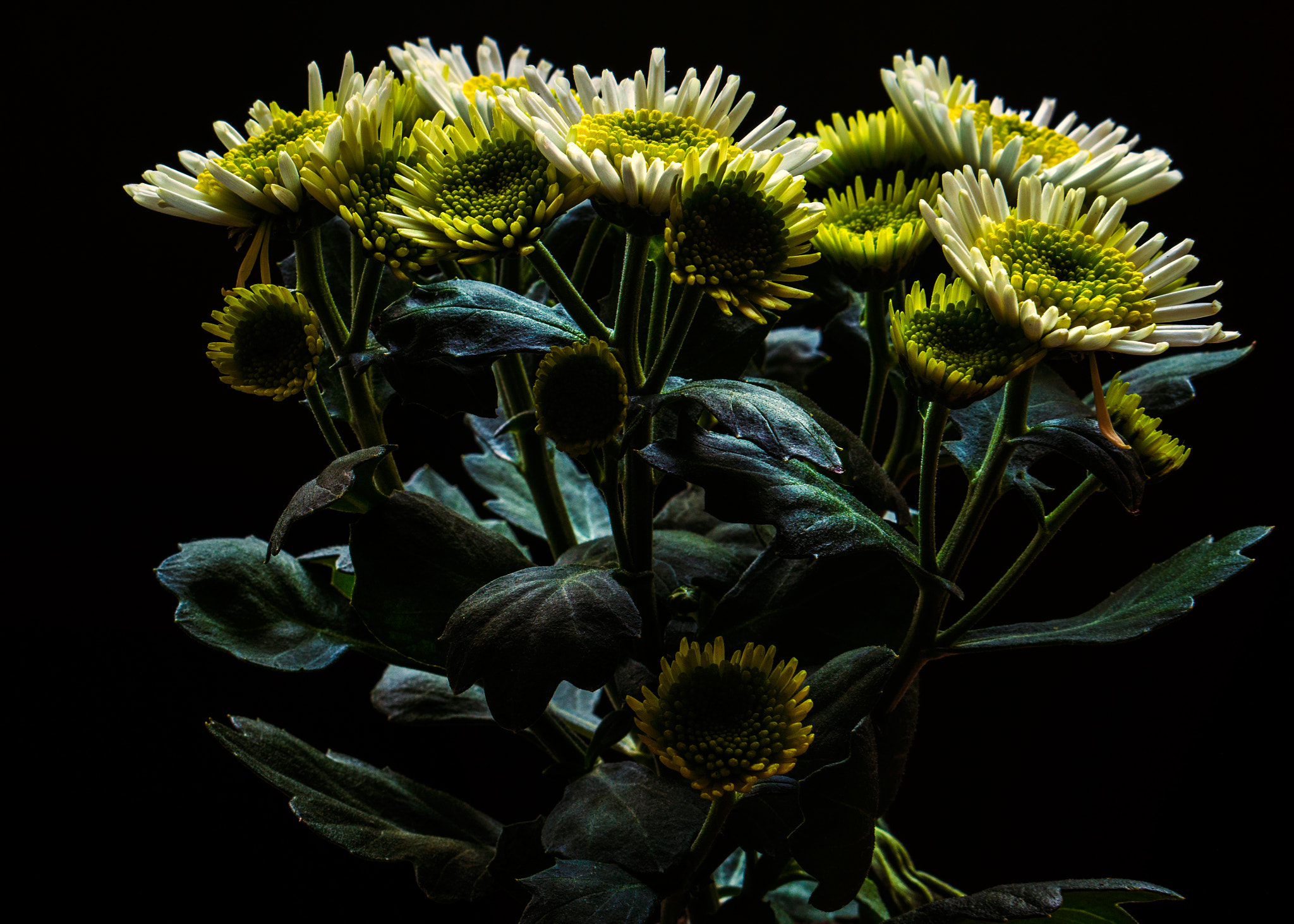 Sony Alpha a3000 + E 50mm F1.8 OSS sample photo. Chrysanthemum photography